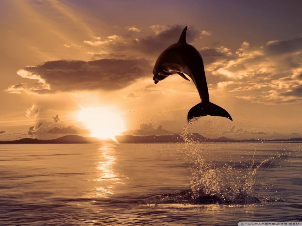 Delfino che salta al tramonto, 1024x768 HD, Laptop