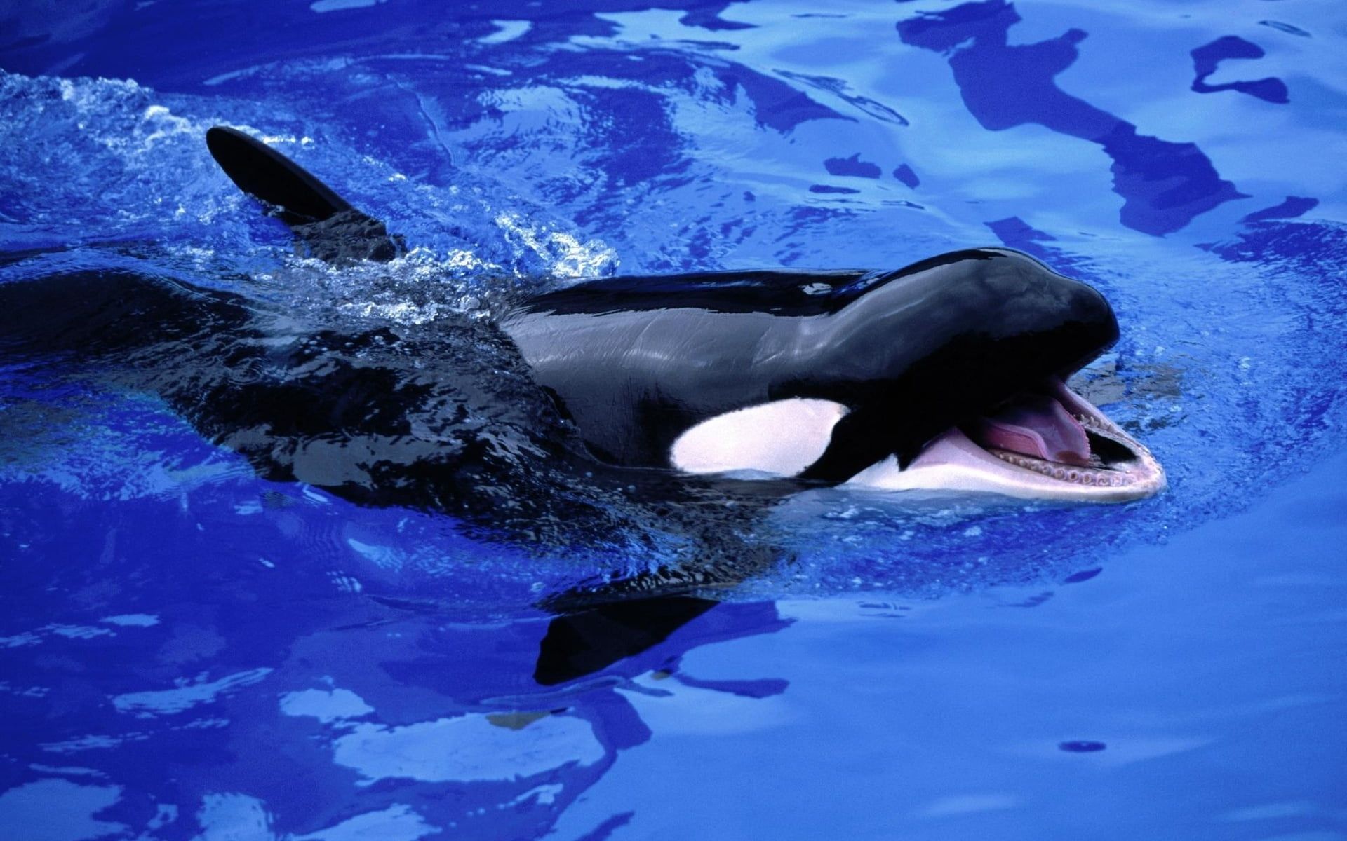 Orca nera in acqua blu, 1920x1200 Full HD+, PC
