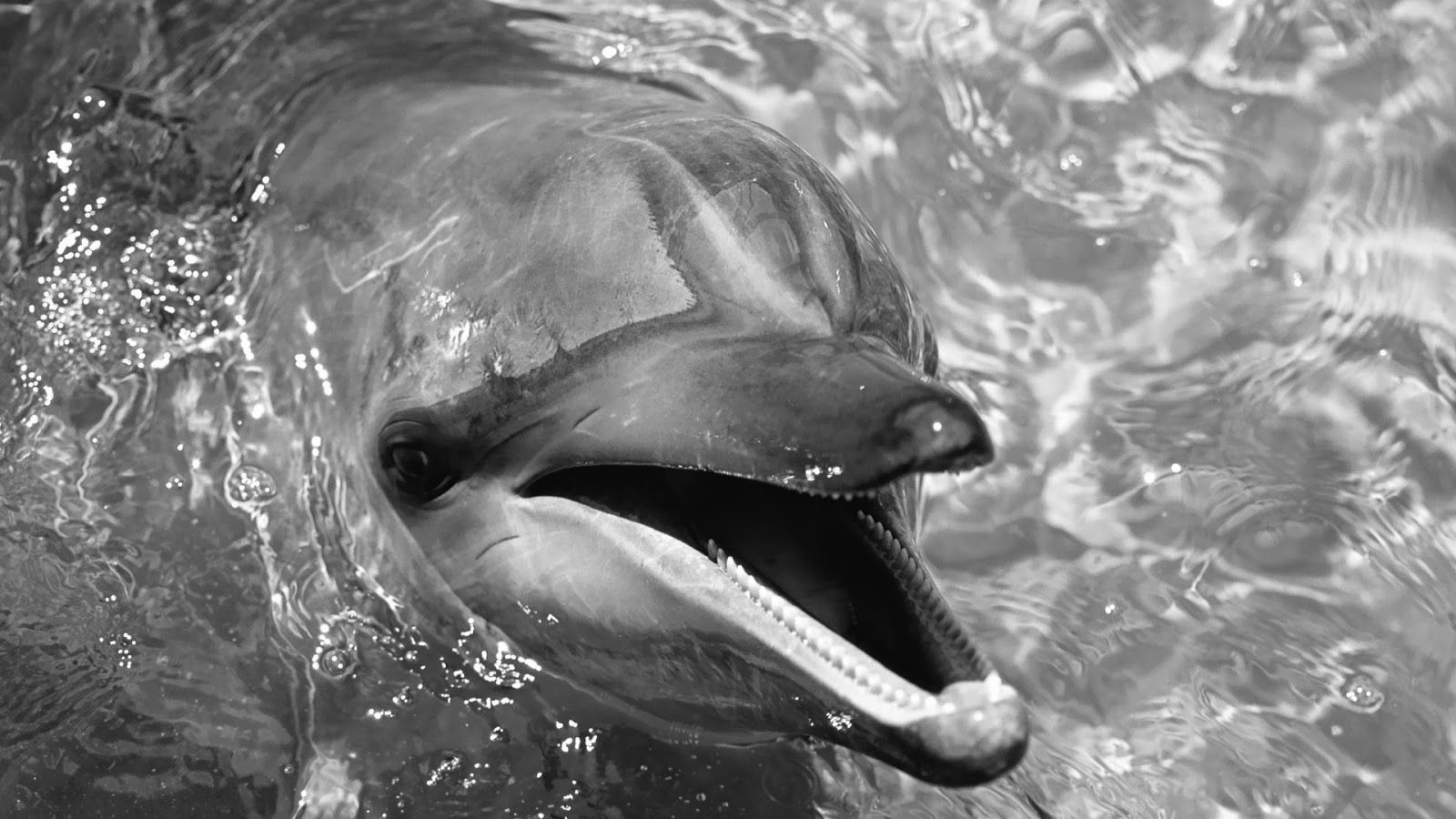 Delfino in bianco e nero, 1600x900 900p, Desktop