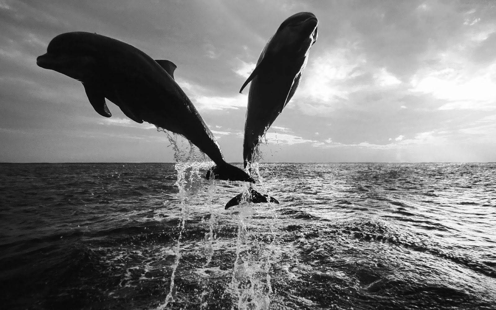 Delfini neri che saltano mare, 1600x1000 900p, PC