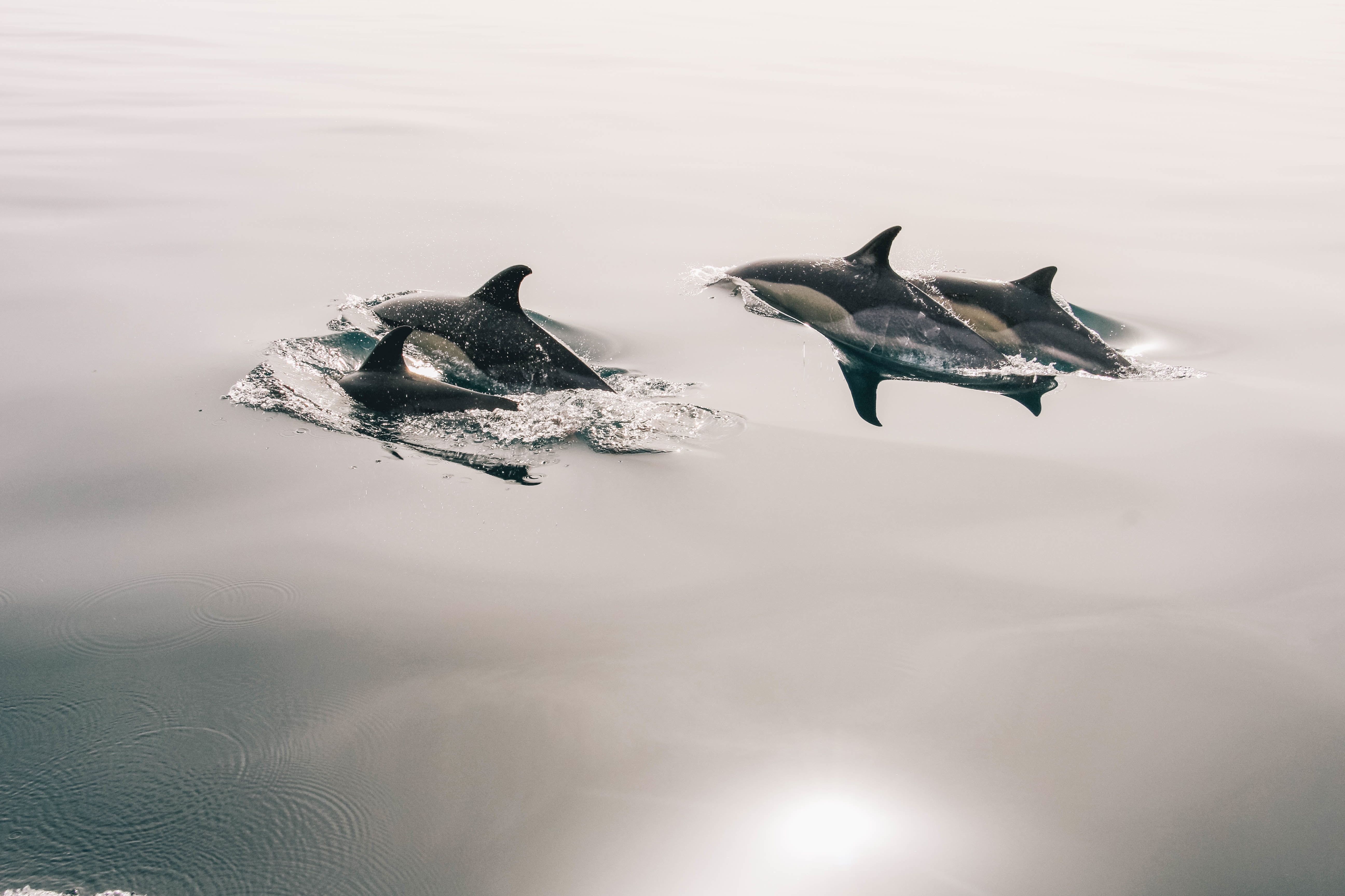 Delfini neri che saltano nell'oceano, 5184x3456 4K, Desktop 4K