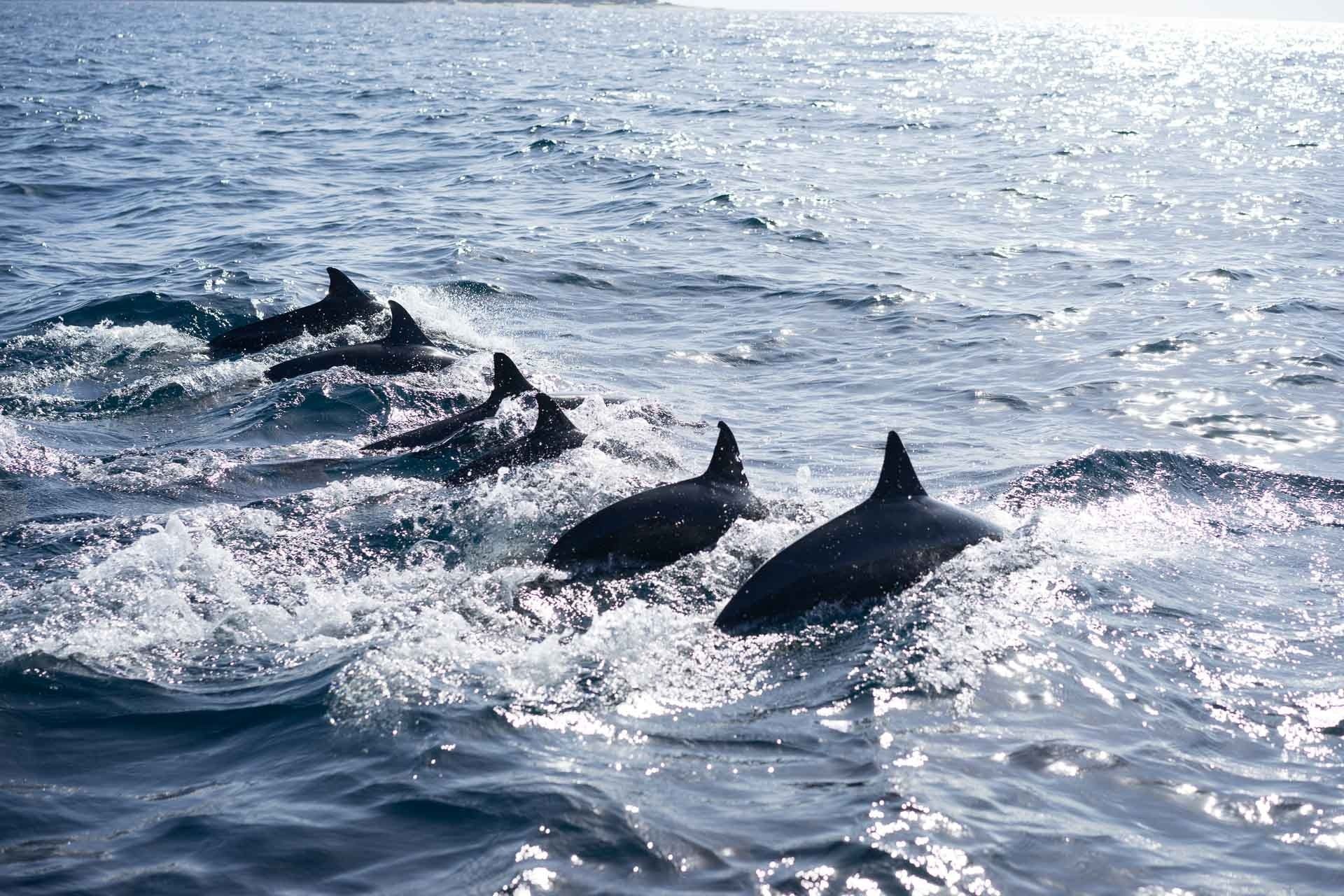 Delfini neri nell'oceano, 1920x1280 Full HD+, Laptop