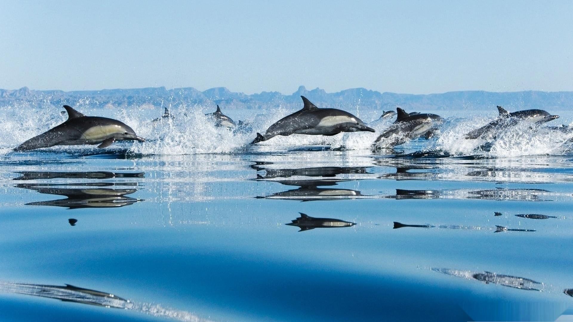 Delfini che saltano nel mare, 1920x1080 1080p, Desktop