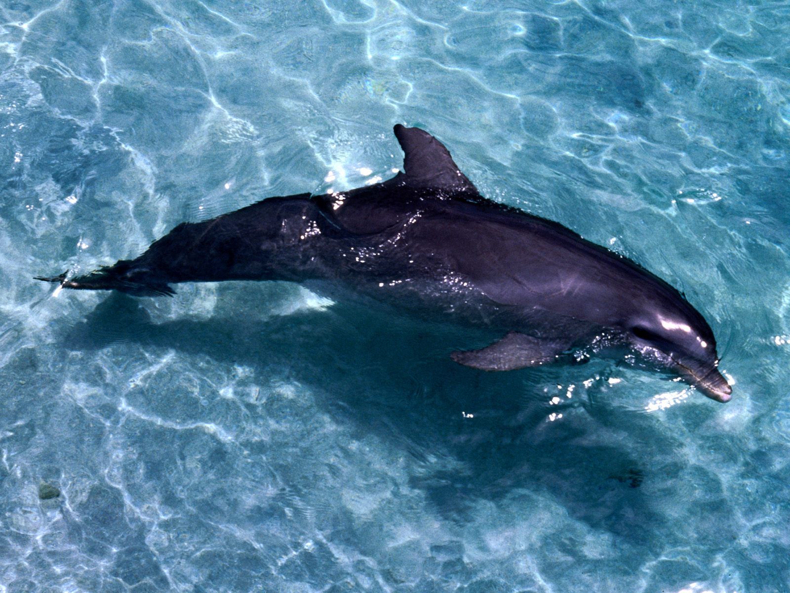 Delfino grigio in acqua, 2560x1600 2K, Laptop