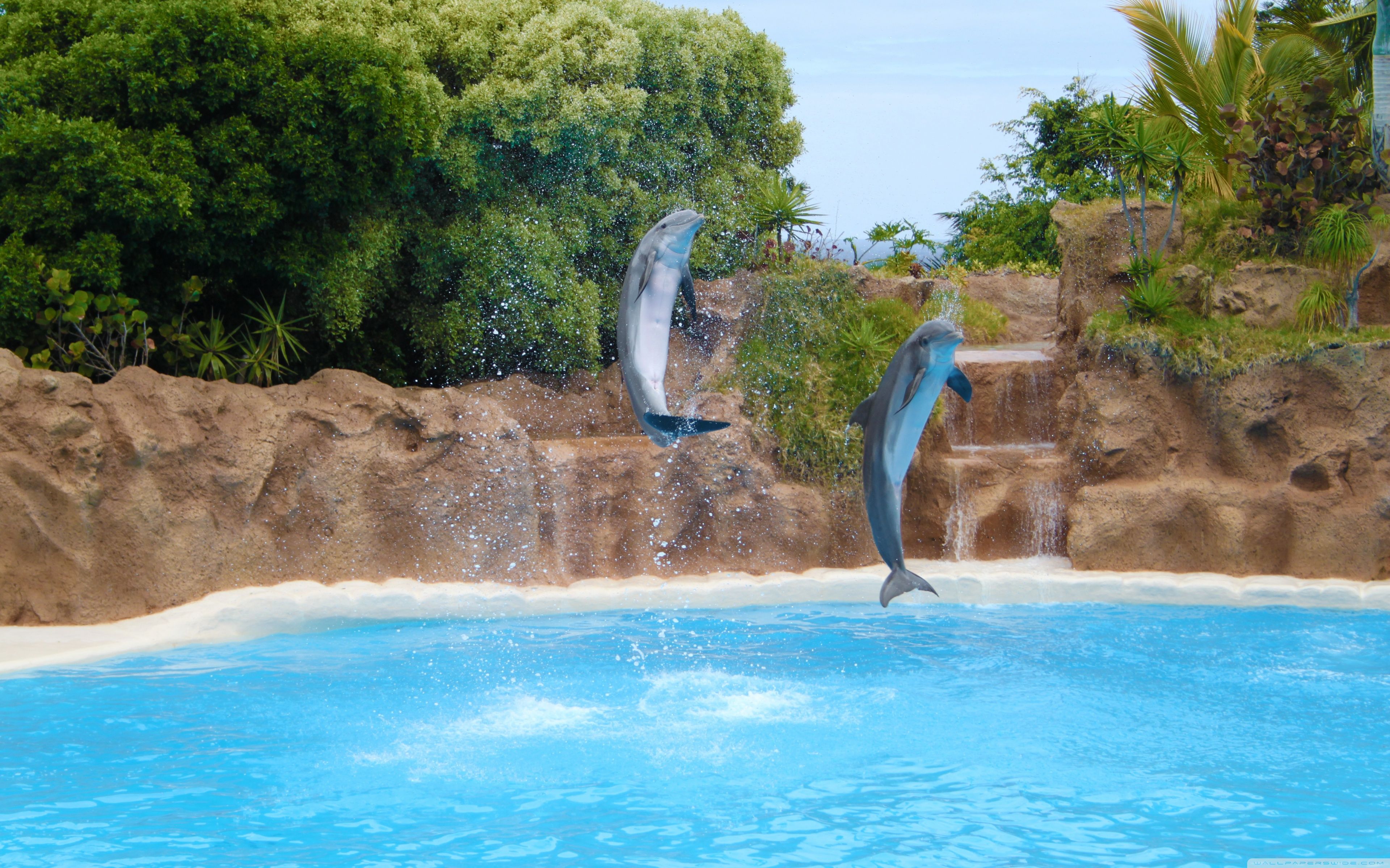 Delfini grigi che saltano piscina, 3840x2400 UHD, Monitor 4K