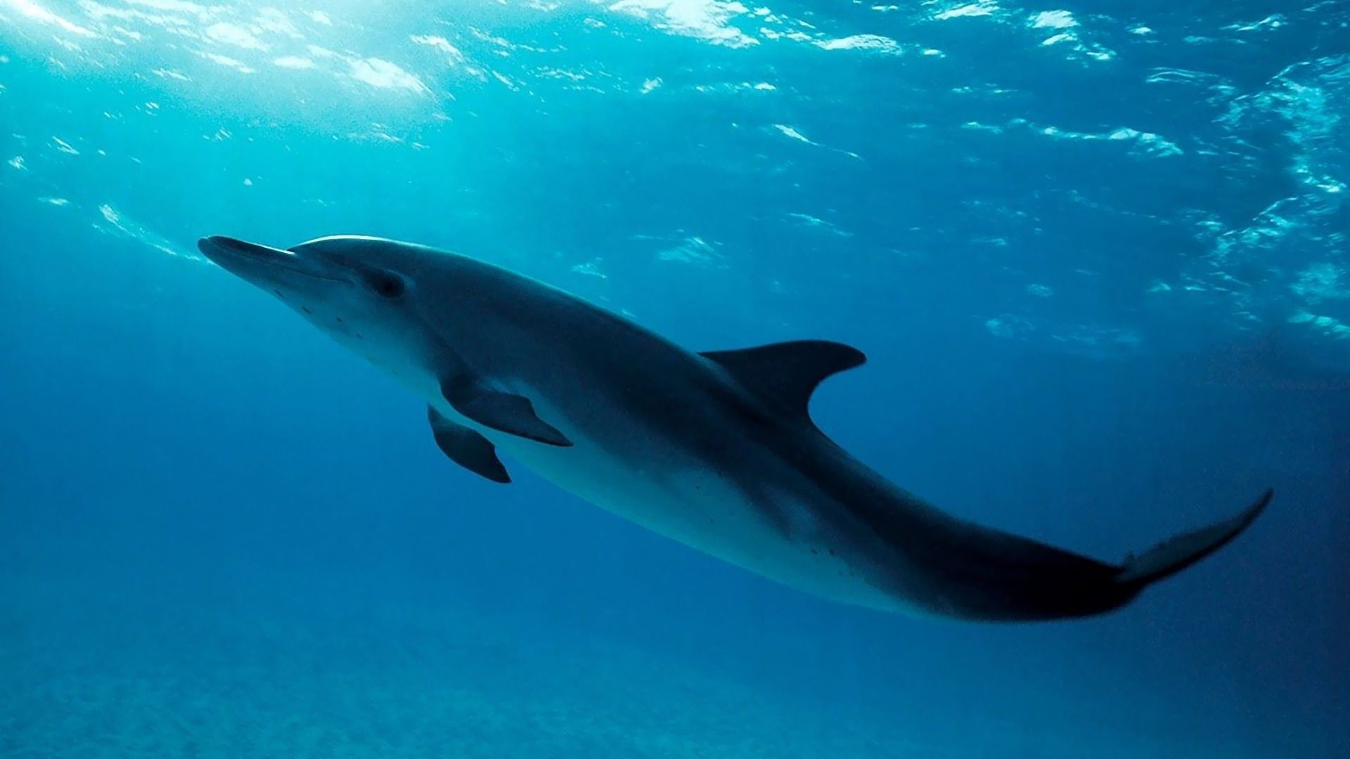 Delfino che nuota sott'acqua, 1920x1080 Full HD, Desktop