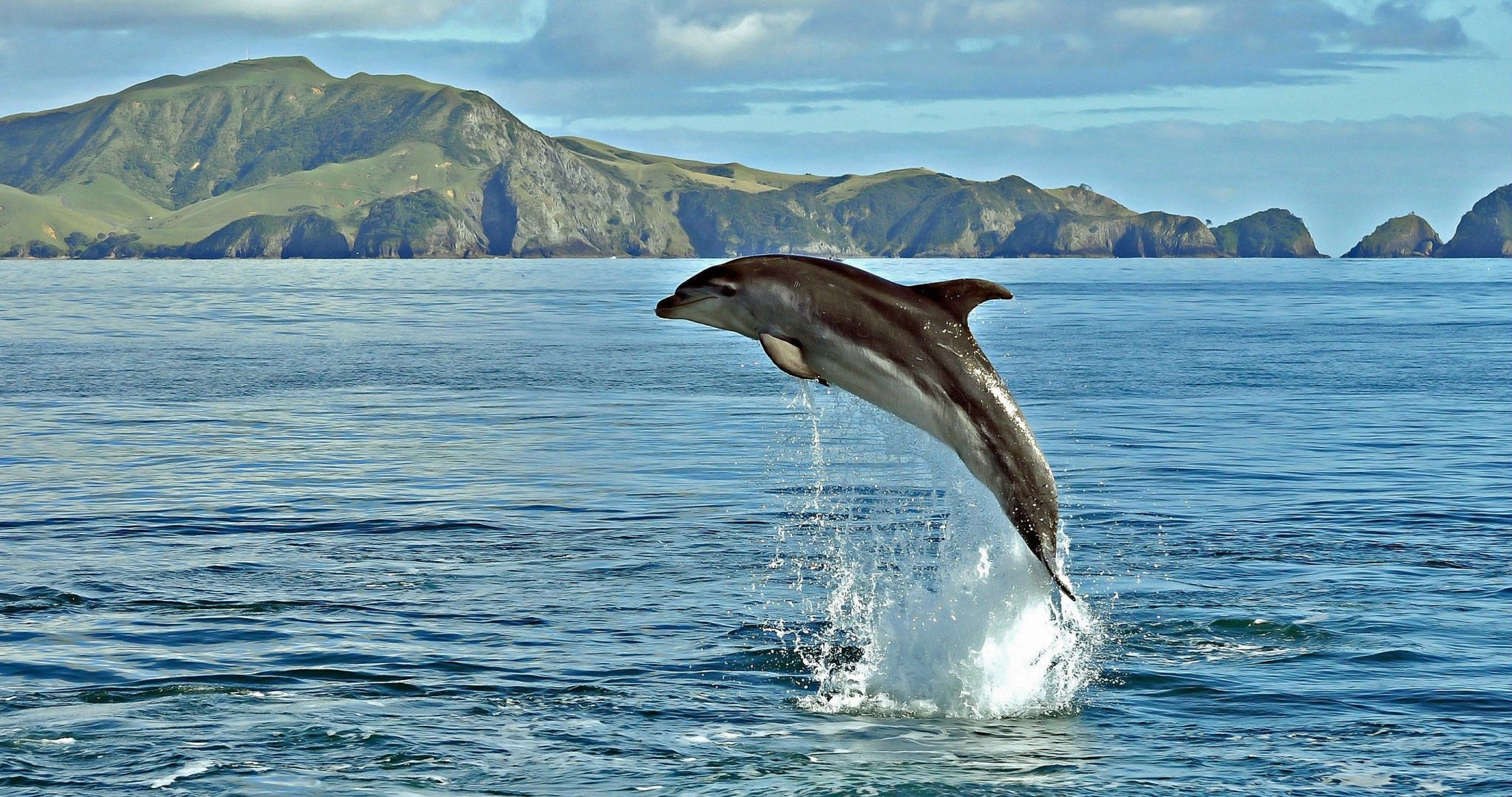 Delfino che salta sull'oceano, 4096x2160 Ultra HD, 4K TV