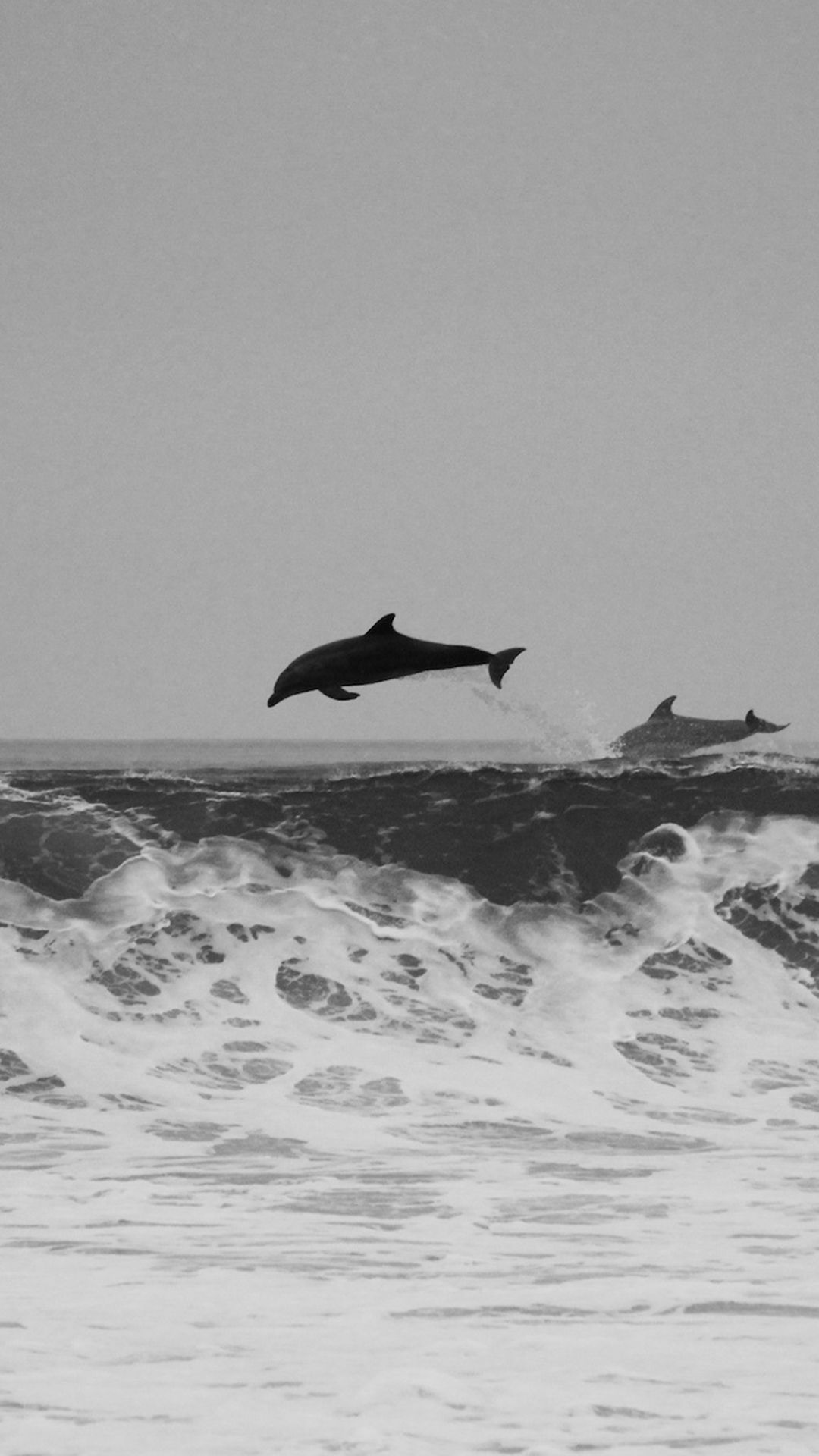 Delfini che saltano sul mare, 1080x1920 Verticale, Telefono