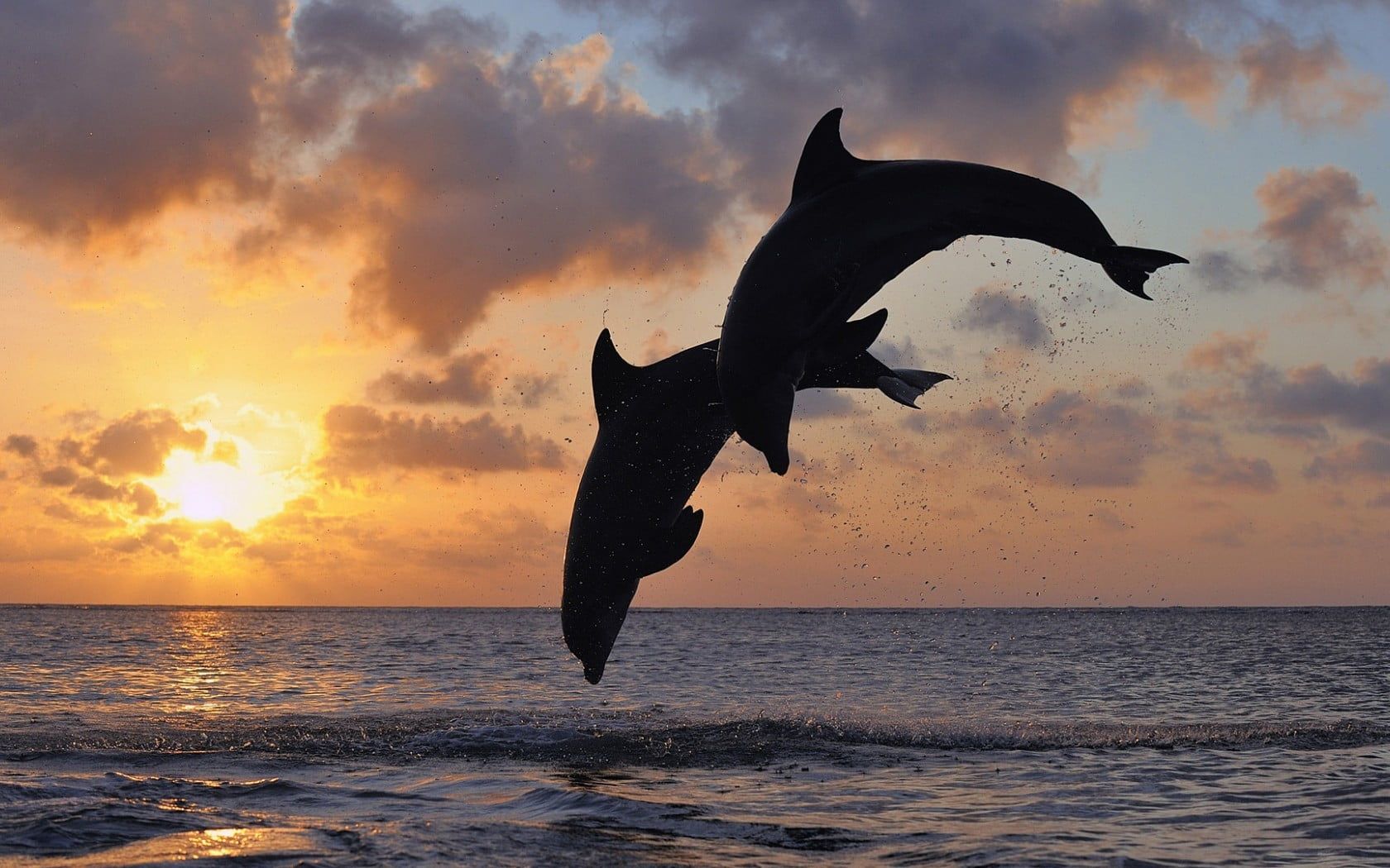 Delfini neri saltano al tramonto, 1680x1050 HD, Desktop