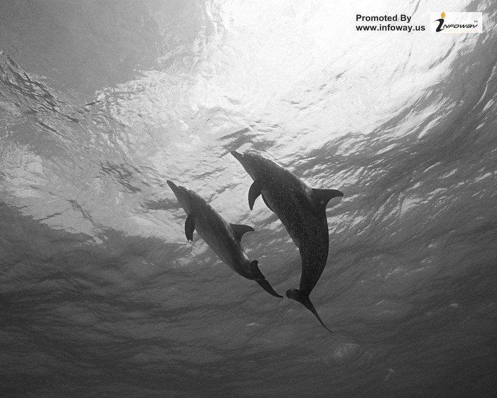 Delfini in bianco e nero, 1024x819 HD, PC