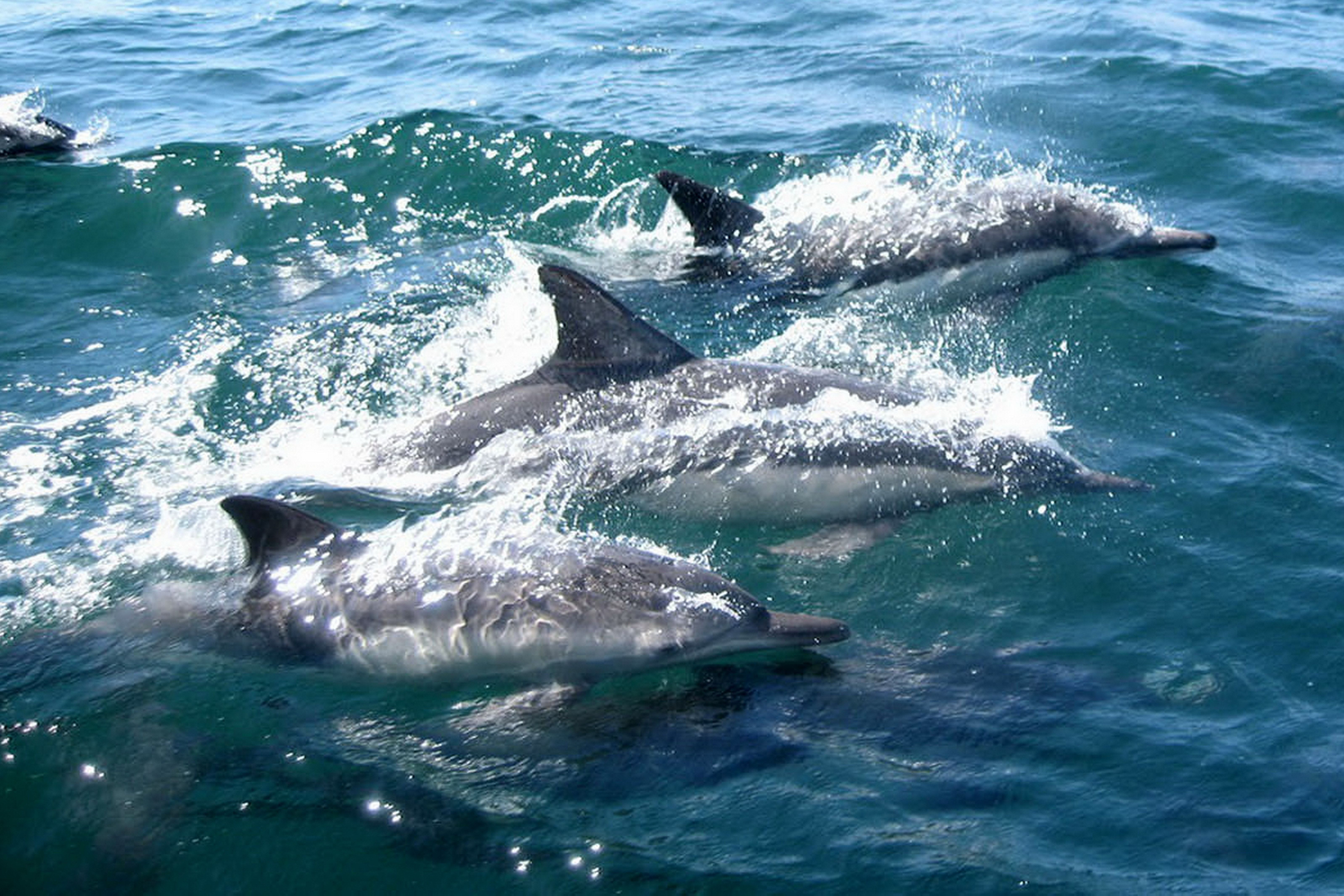 Delfini che saltano in piscina, 1600x1200 HD Ready, Desktop
