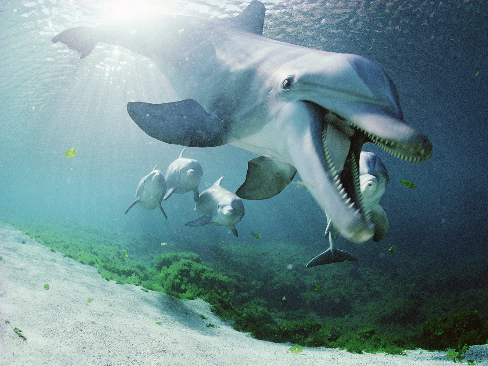 Delfino sott'acqua oceano, 1600x1200 HD Ready, Laptop
