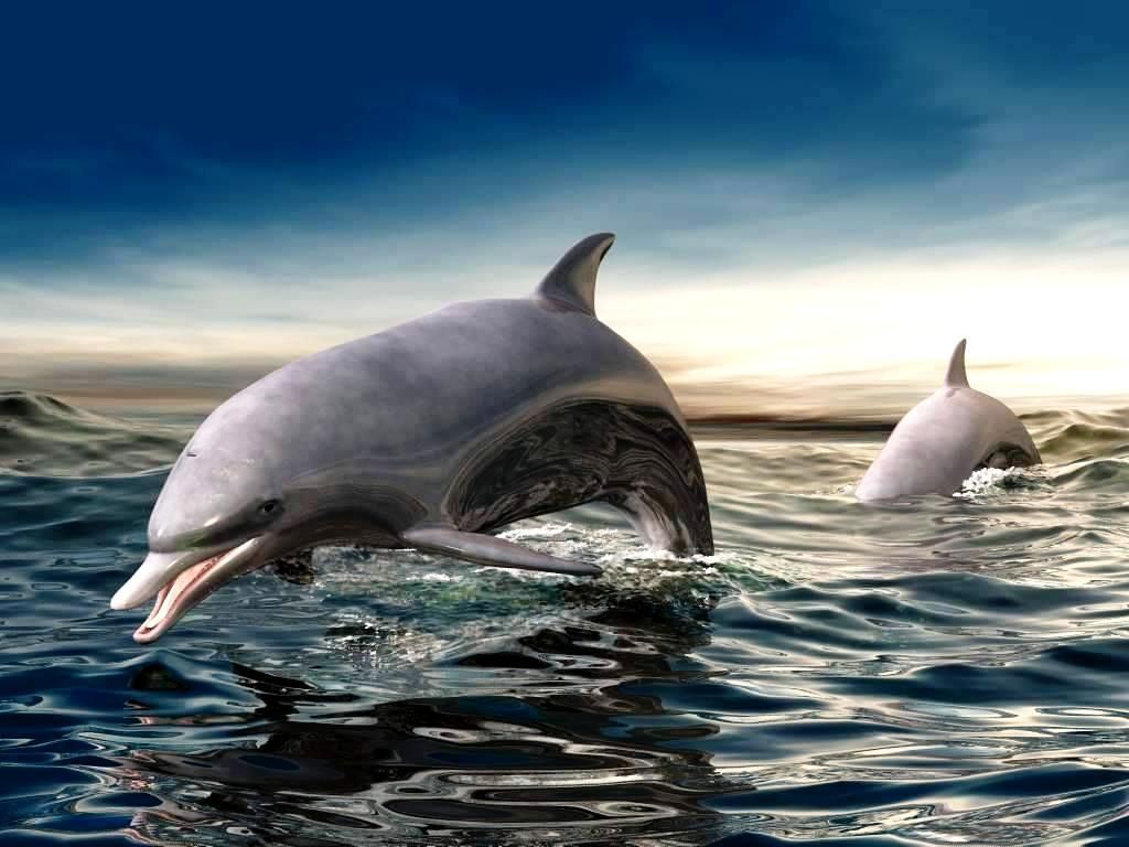 Delfini che saltano dal mare, 1024x768 HD, Desktop