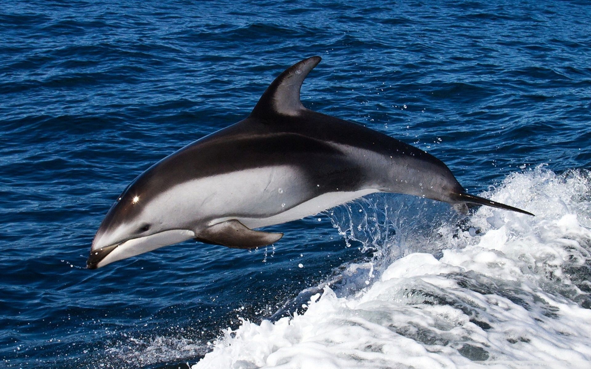 Delfino che salta dall'acqua, 1920x1200 Full HD+ WUXGA, PC Desktop