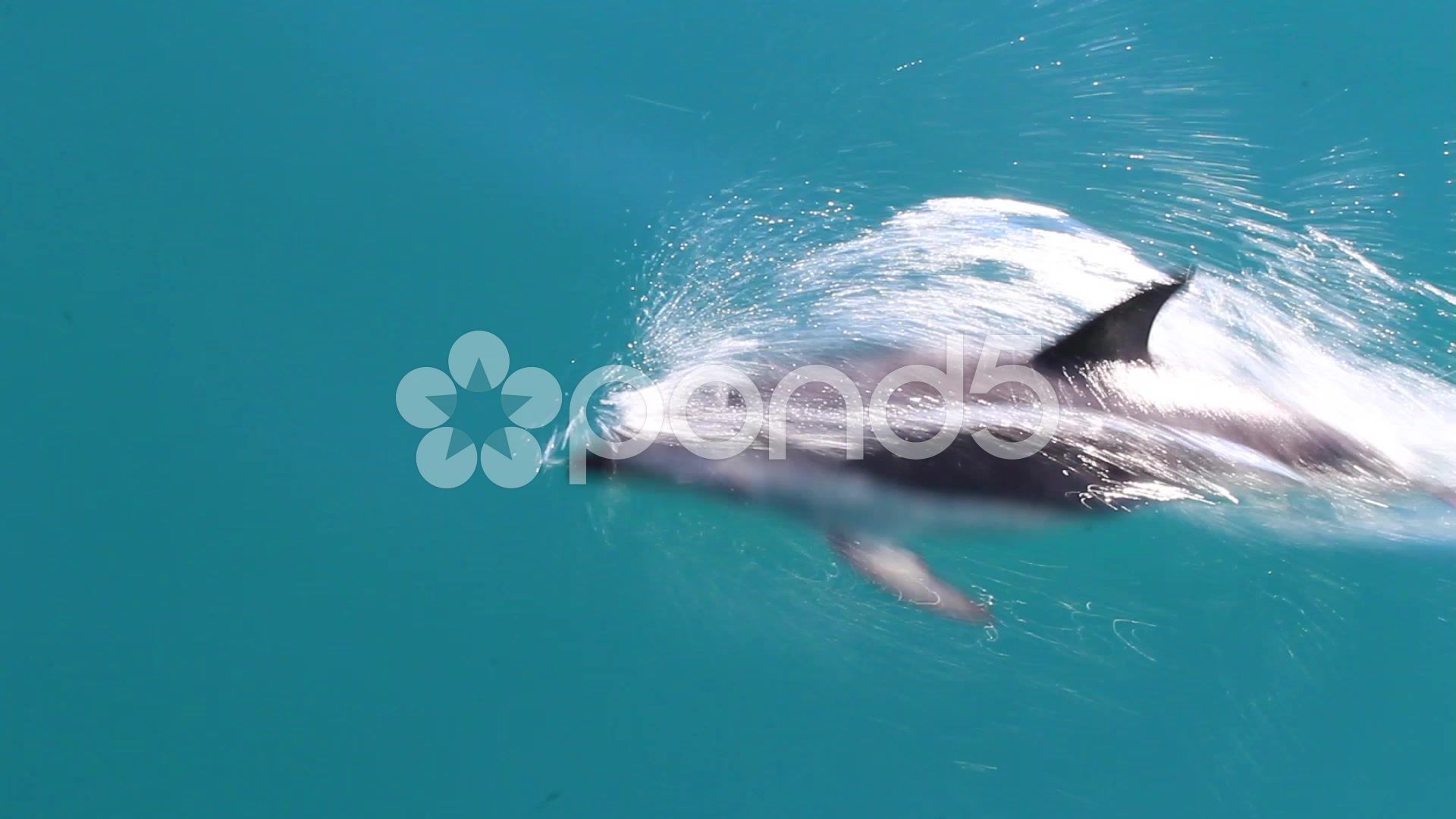 Delfini grigi che nuotano nell'oceano, 6394x4262 Ultra HD, Monitor 4K