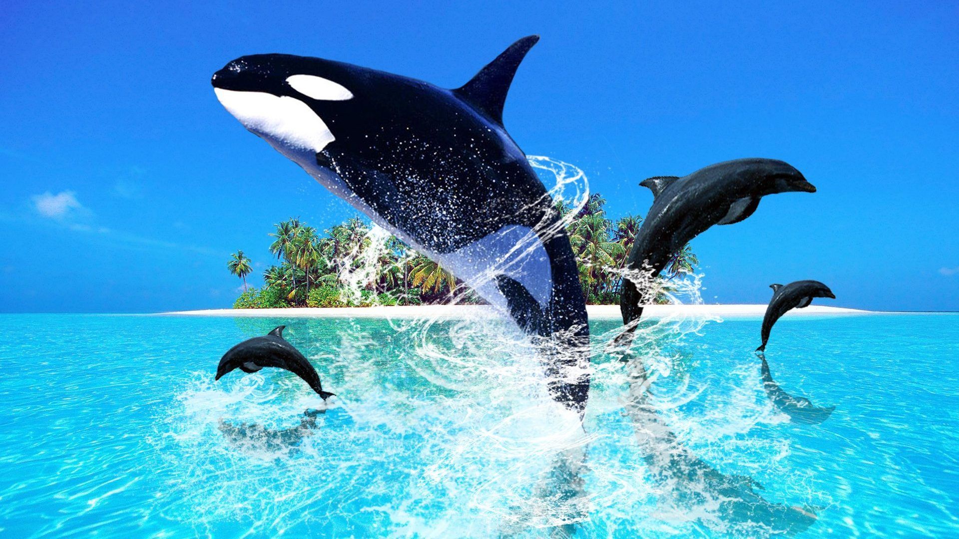 Orca e delfini che saltano, 1920x1080 1080p, Desktop