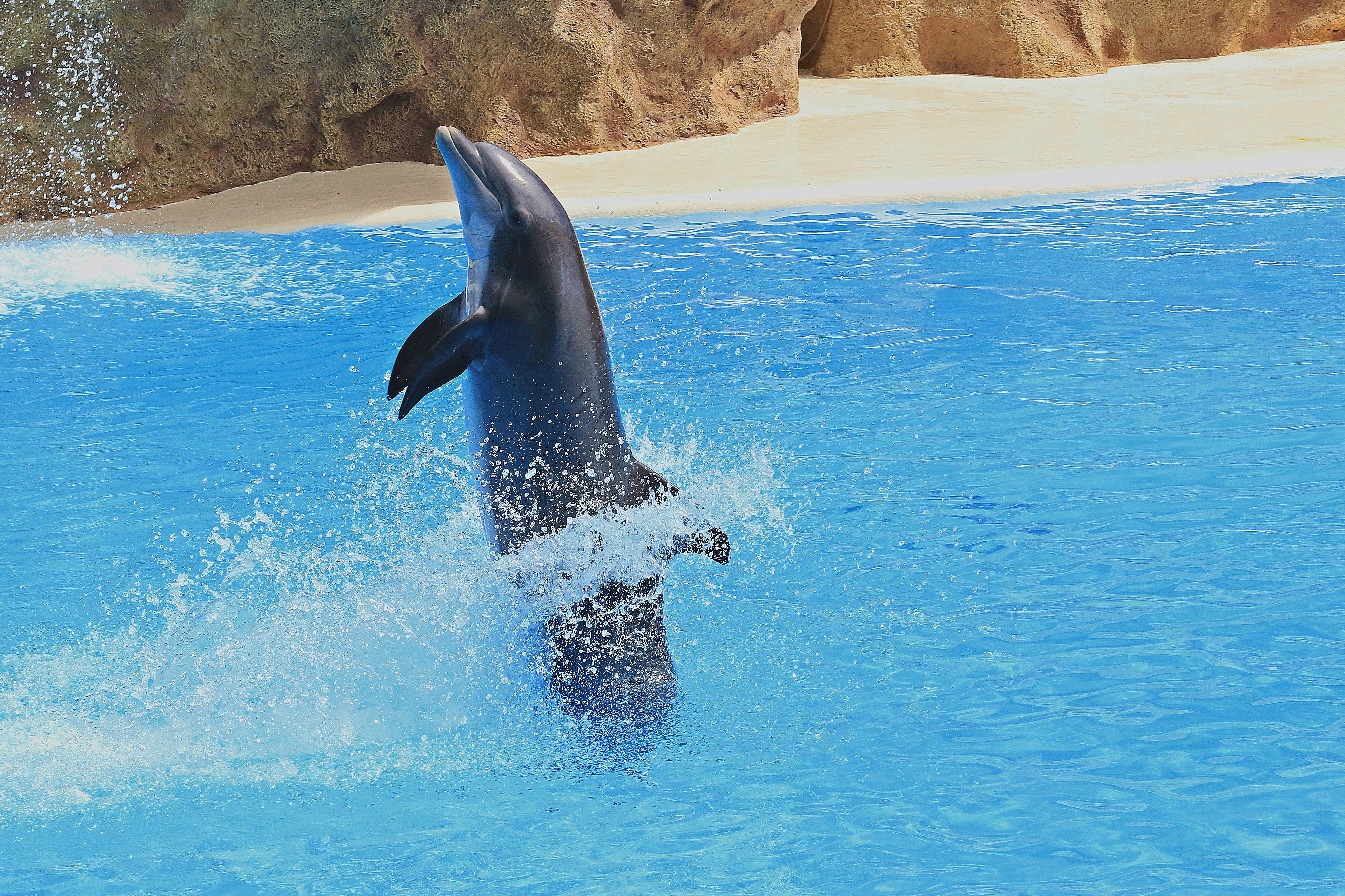 Delfino nero in piscina, 5472x3648 UHD, PC 4K
