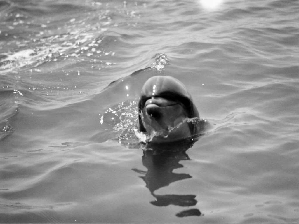 Delfino nero che salta acqua, 1920x1279 Full HD+, Desktop