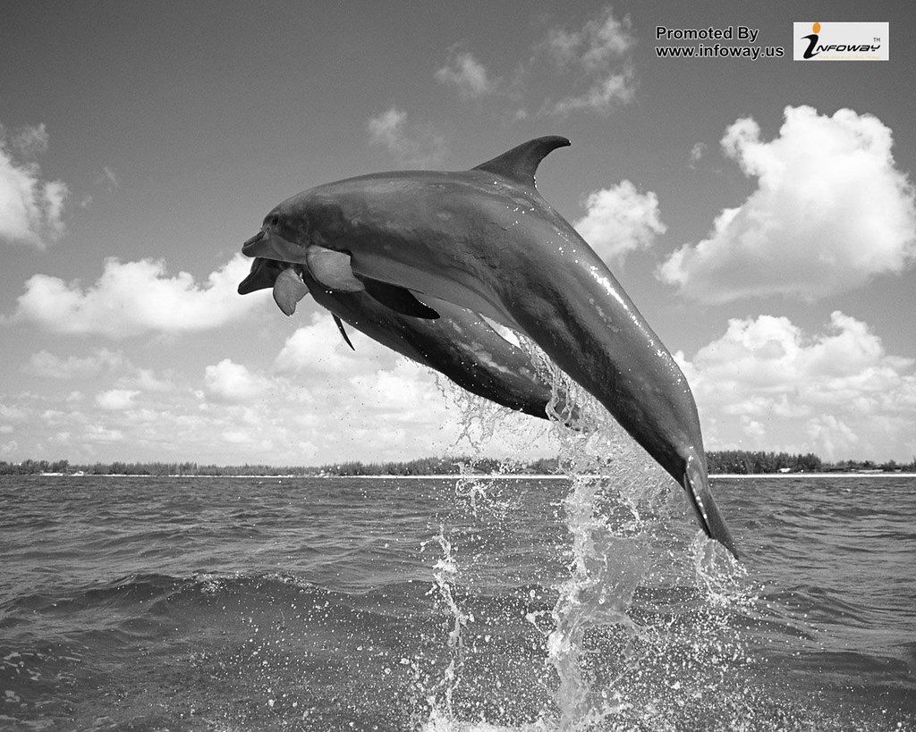 Delfino grigio che salta, 1024x819 HD, Laptop