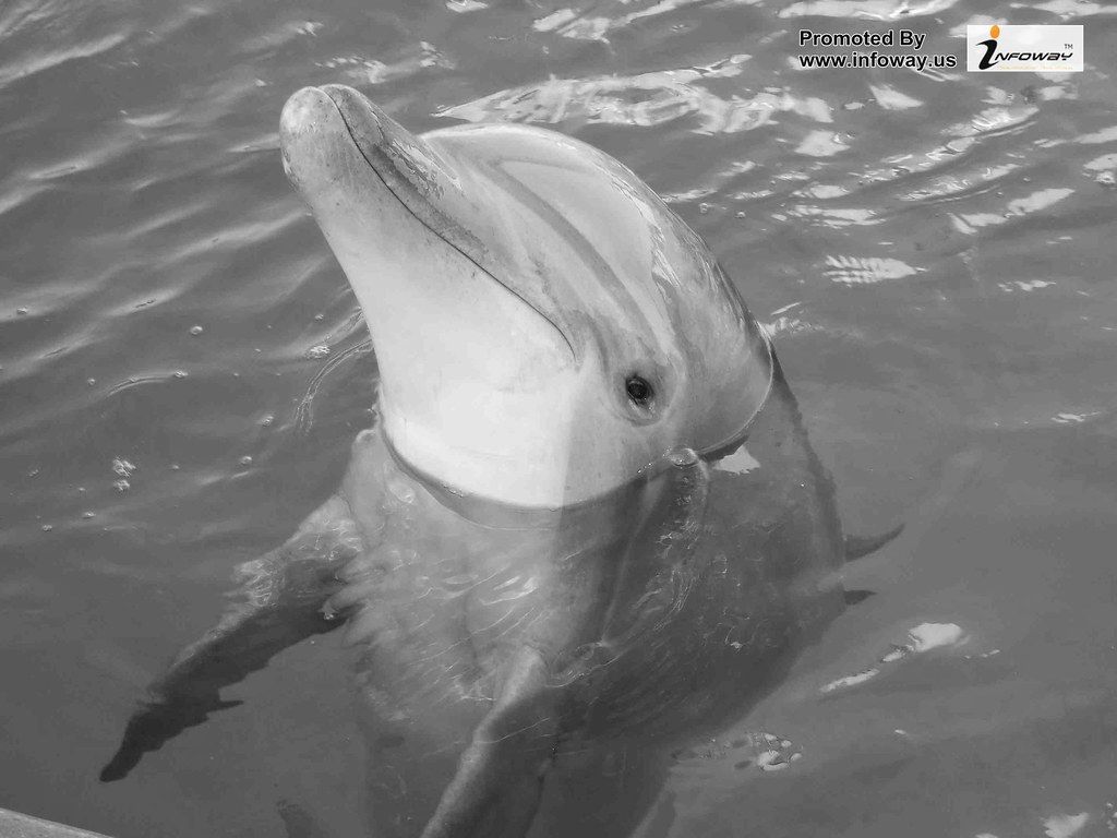 Barca gialla Dolphin Submarine, 4608x2592 Ultra HD, 4K TV