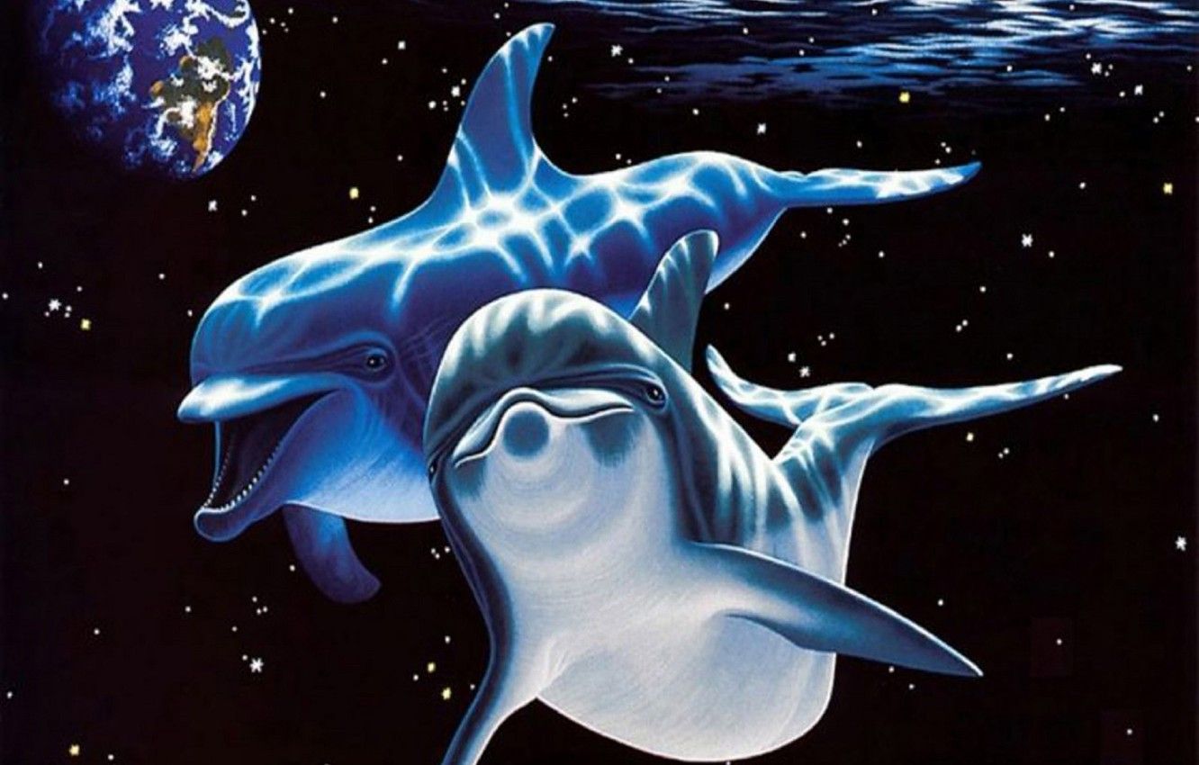 Delfino nero che nuota, 1920x1080 Full HD 1080p, Desktop