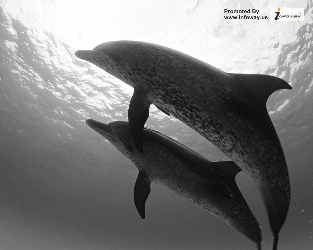 Sagome delfini neri bianco e nero, 2000x850 Ultrawide, Dual Monitor