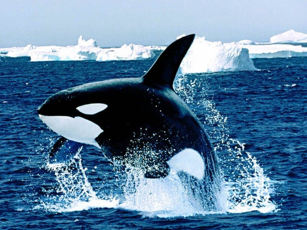 Delfini in bianco e nero, 1024x819 HD, Desktop