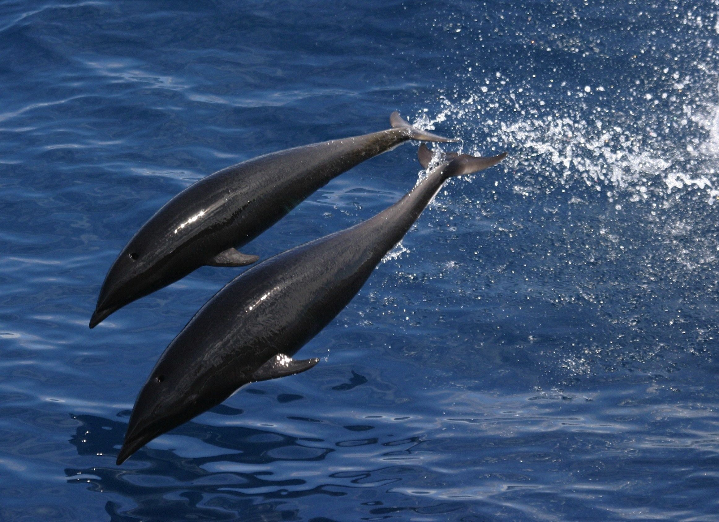 Due delfini neri saltano, 2324x1688 Hi-Res, Desktop