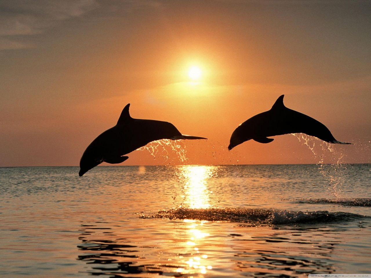 Delfini che saltano al tramonto, 1280x960 HD, Desktop