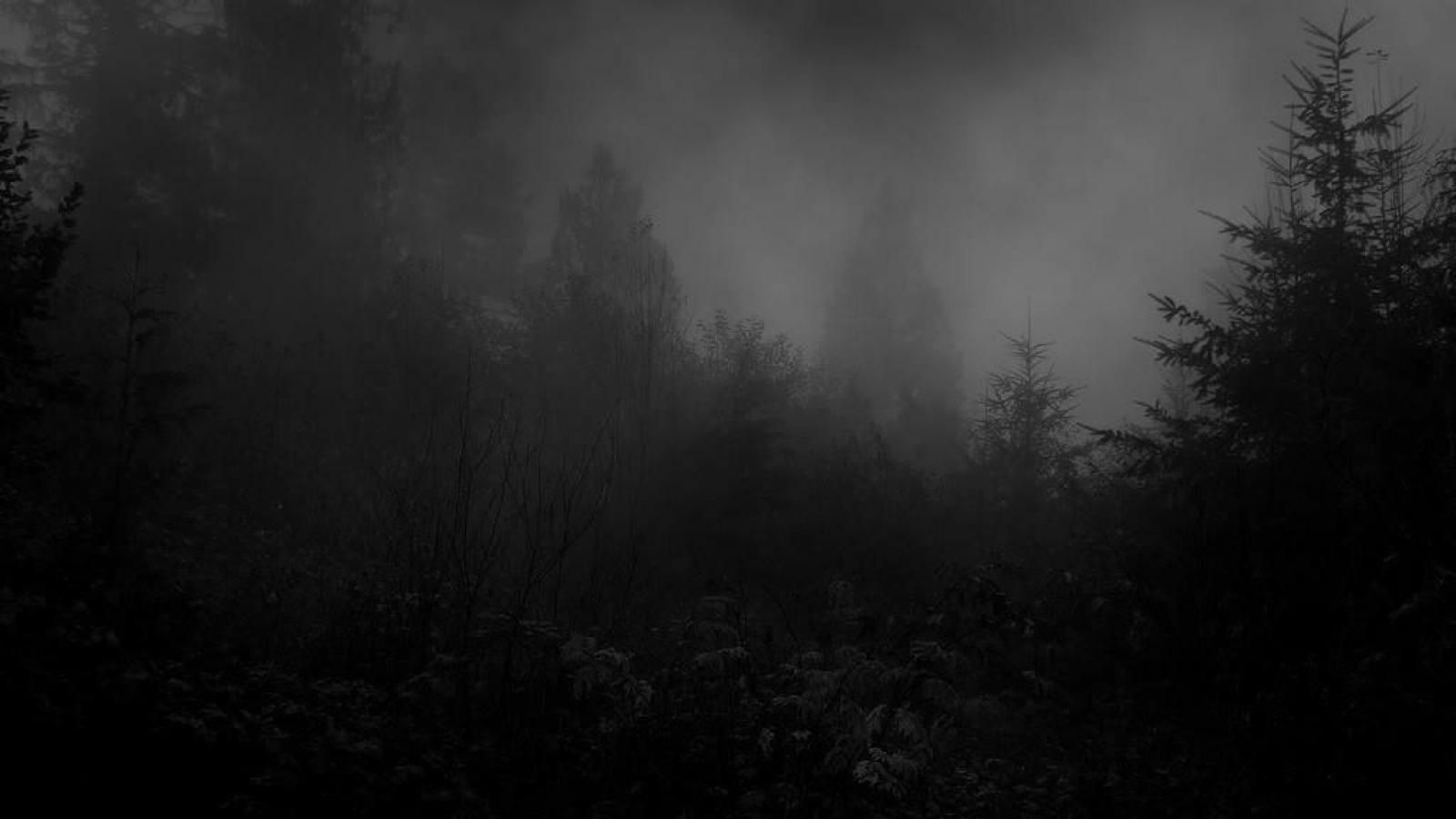 Foresta oscura nebbiosa, 1600x900 HD Ready, Desktop