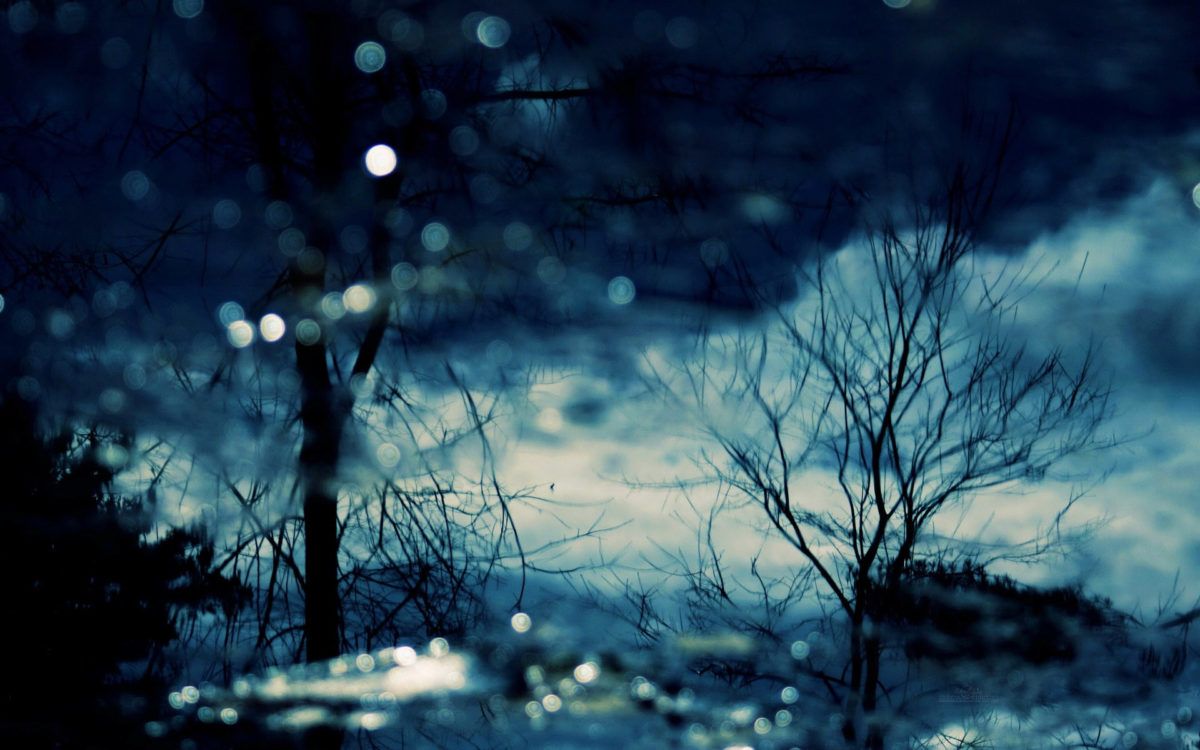Alberi spogli notte blu scuro, 1200x750 HD, Laptop
