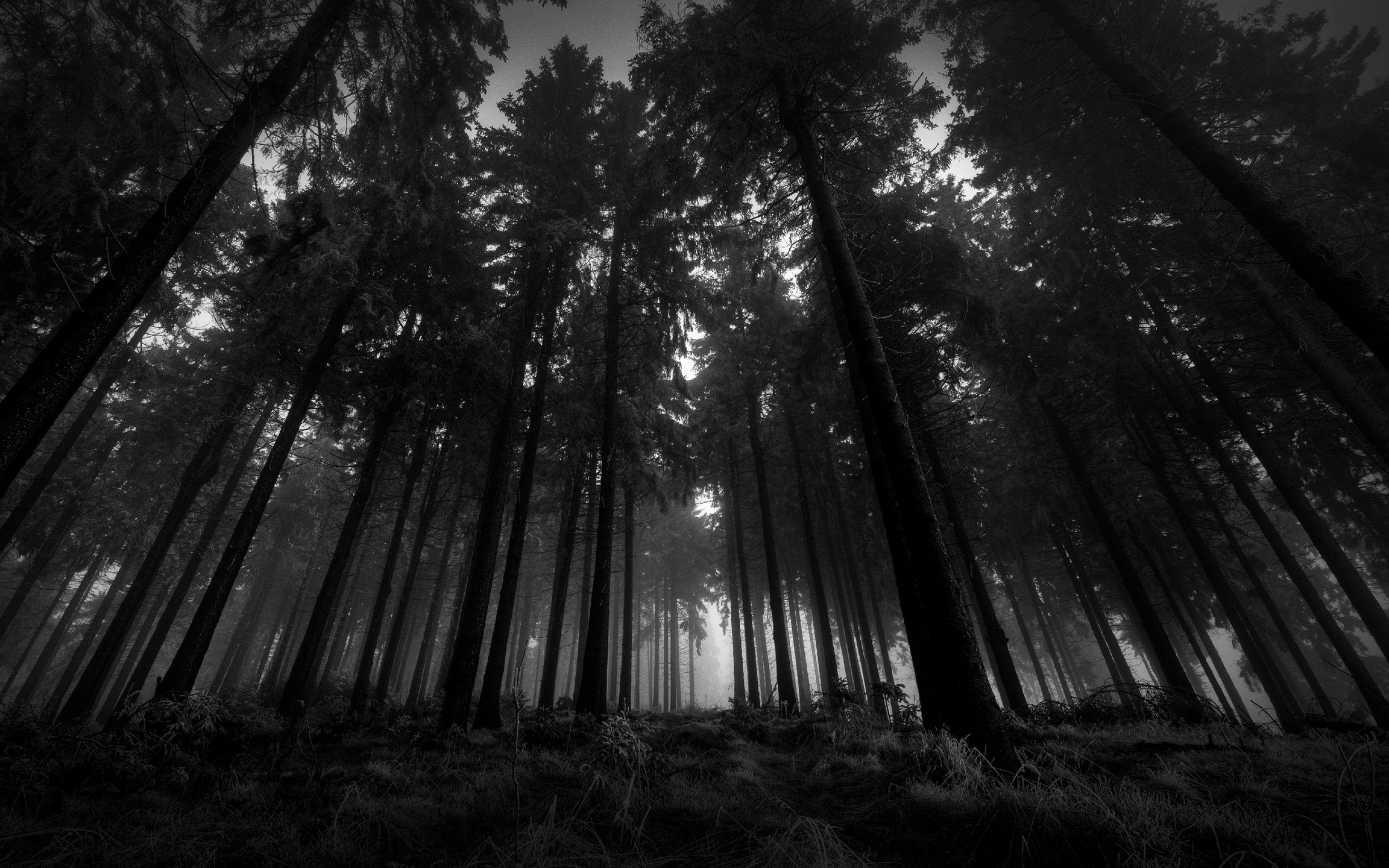 foresta scura bianco e nero, 3840x2400 4K Ultra HD, Monitor 4K