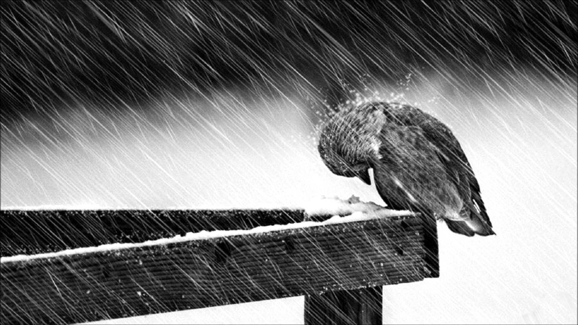 Uccello triste sotto pioggia, 1920x1080 Full HD, PC