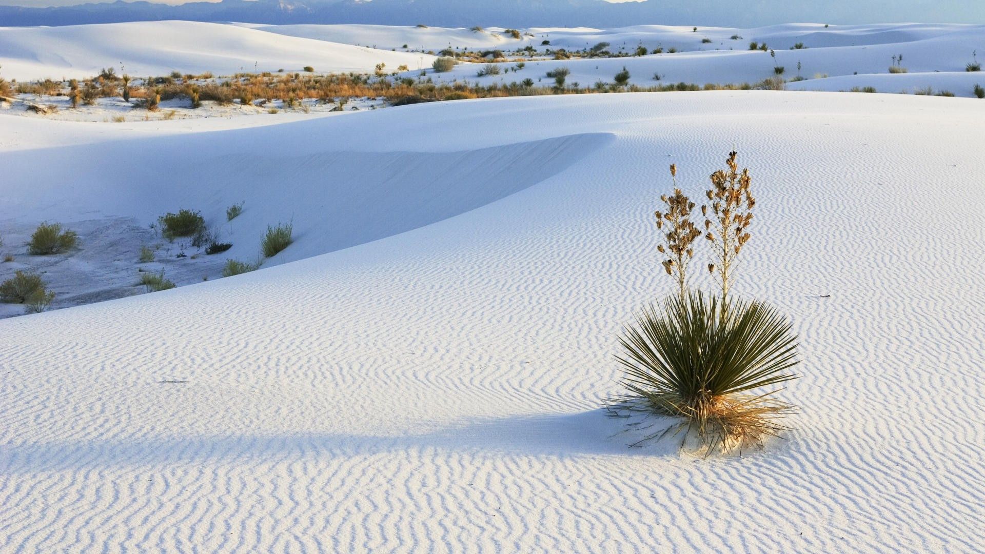 Dune bianche deserto Yucca, 1920x1080 Full HD 1080p, Laptop