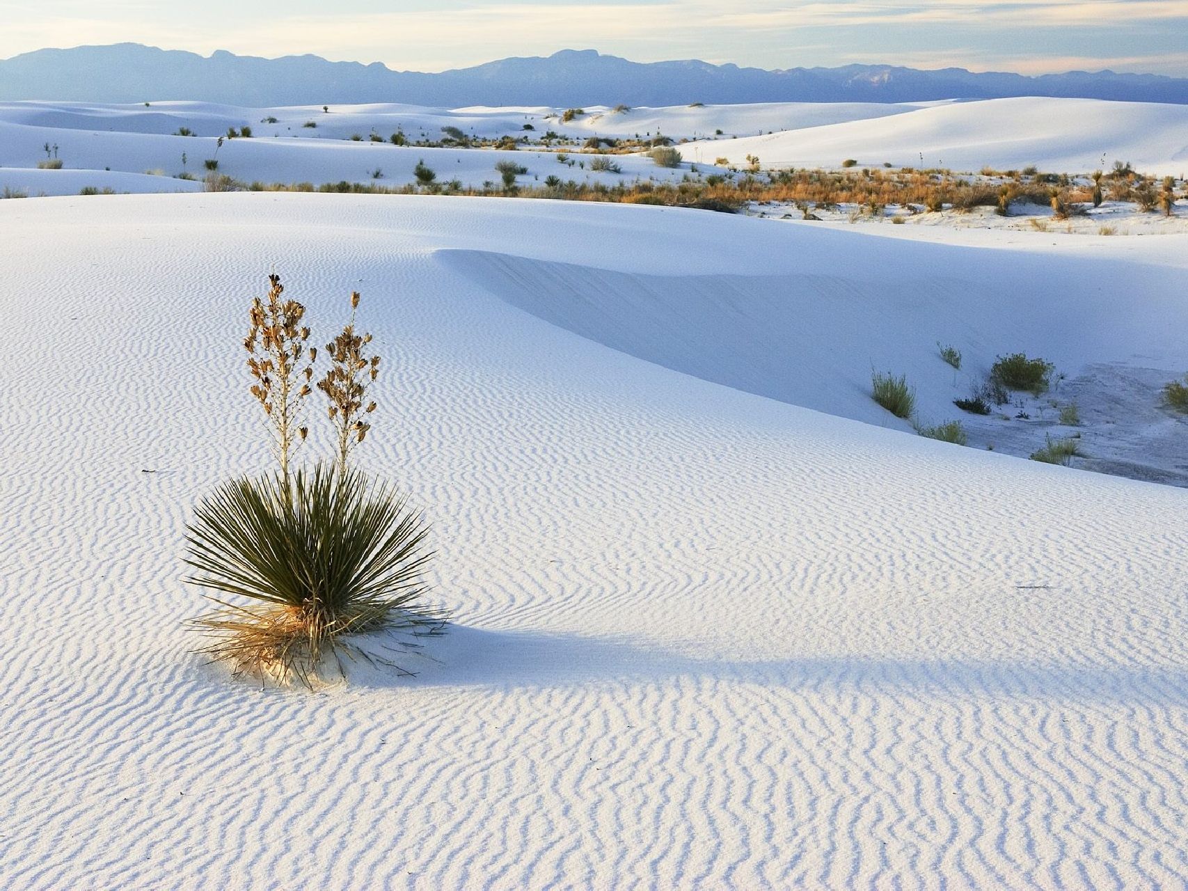 Dune bianche deserto con yucca, 1707x1280 HD Ready, Desktop