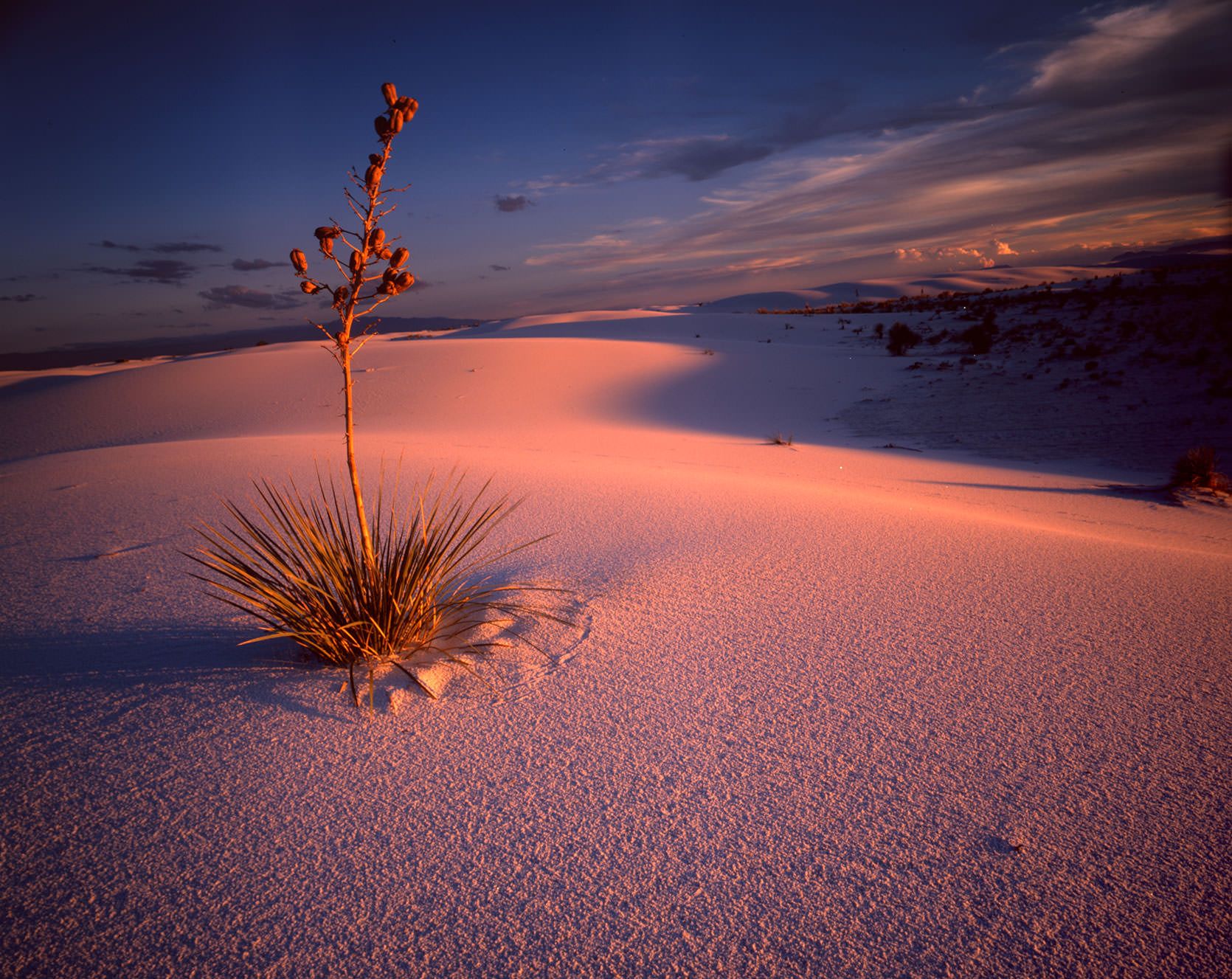 Yucca su dune bianche al tramonto, 1670x1327 HD Ready, Desktop