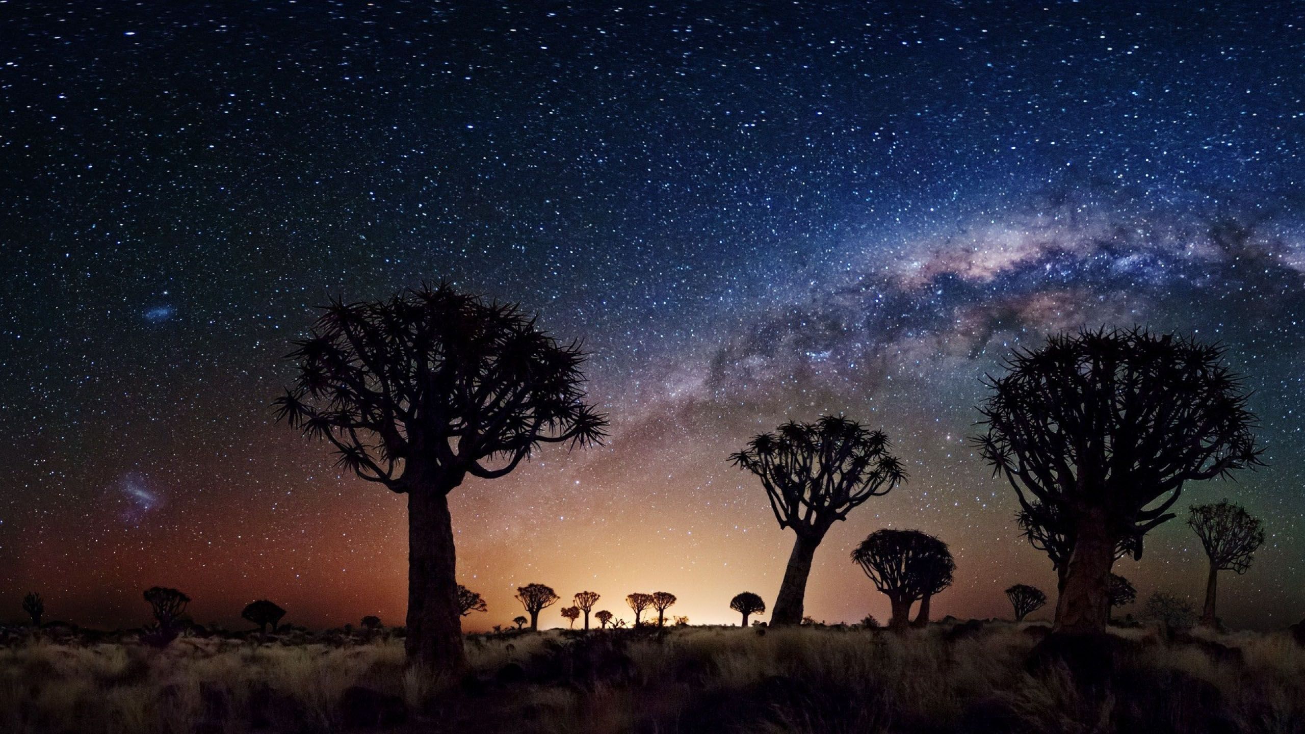 Alberi Joshua deserto notturno, 2560x1440 2K, Desktop