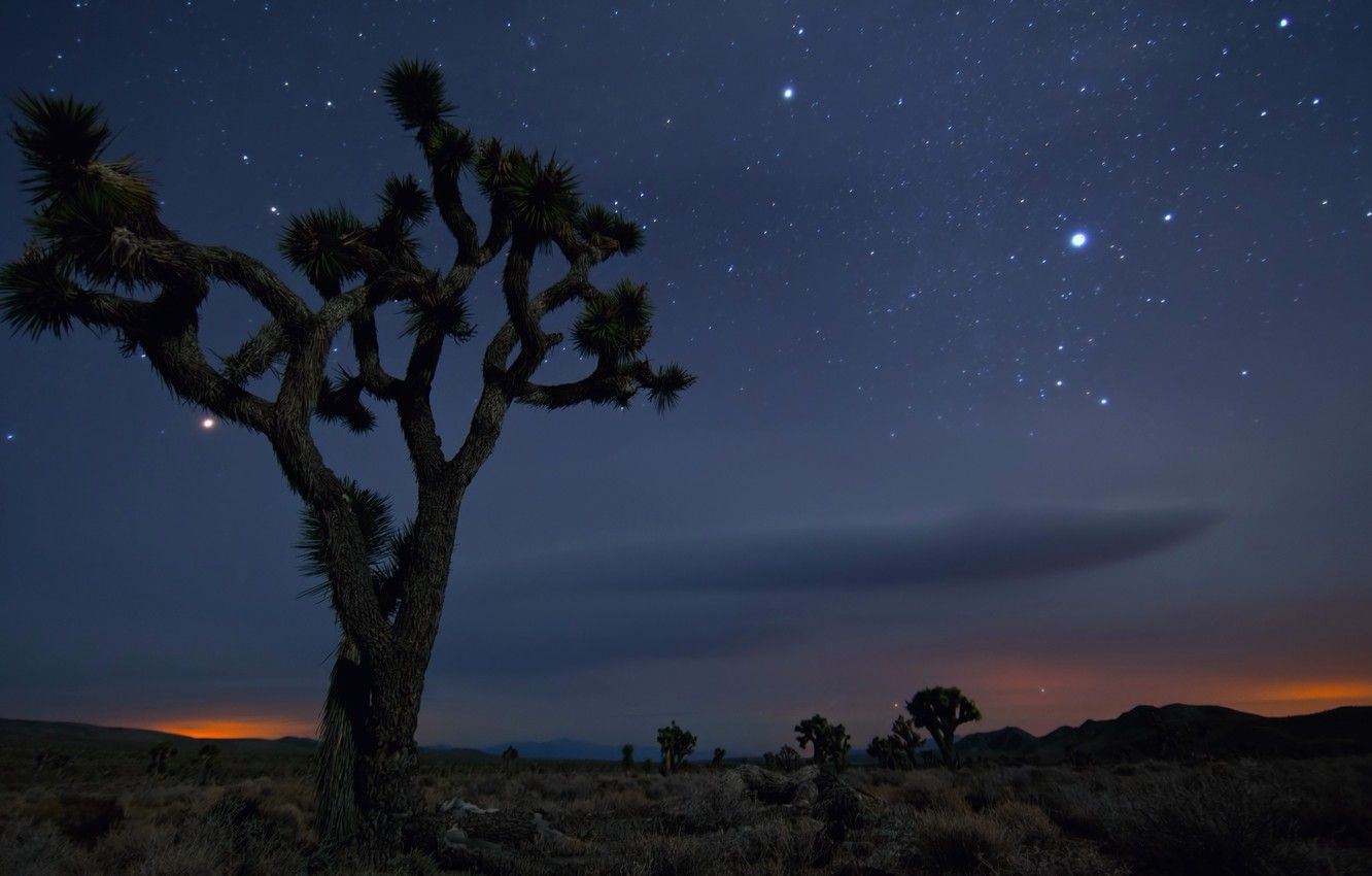 Joshua tree deserto notturno stellato, 1332x850 720p, PC