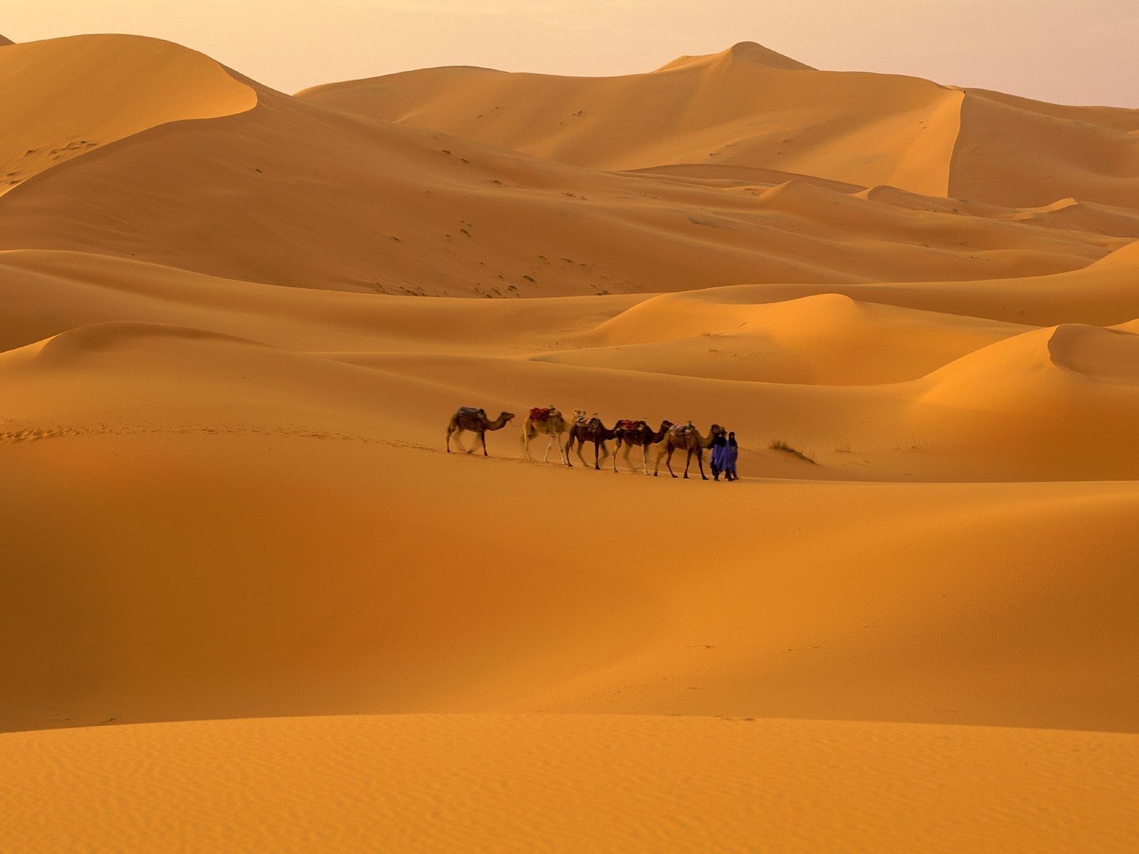 Cammelli in deserto dorato, 1600x1200 900p, Desktop