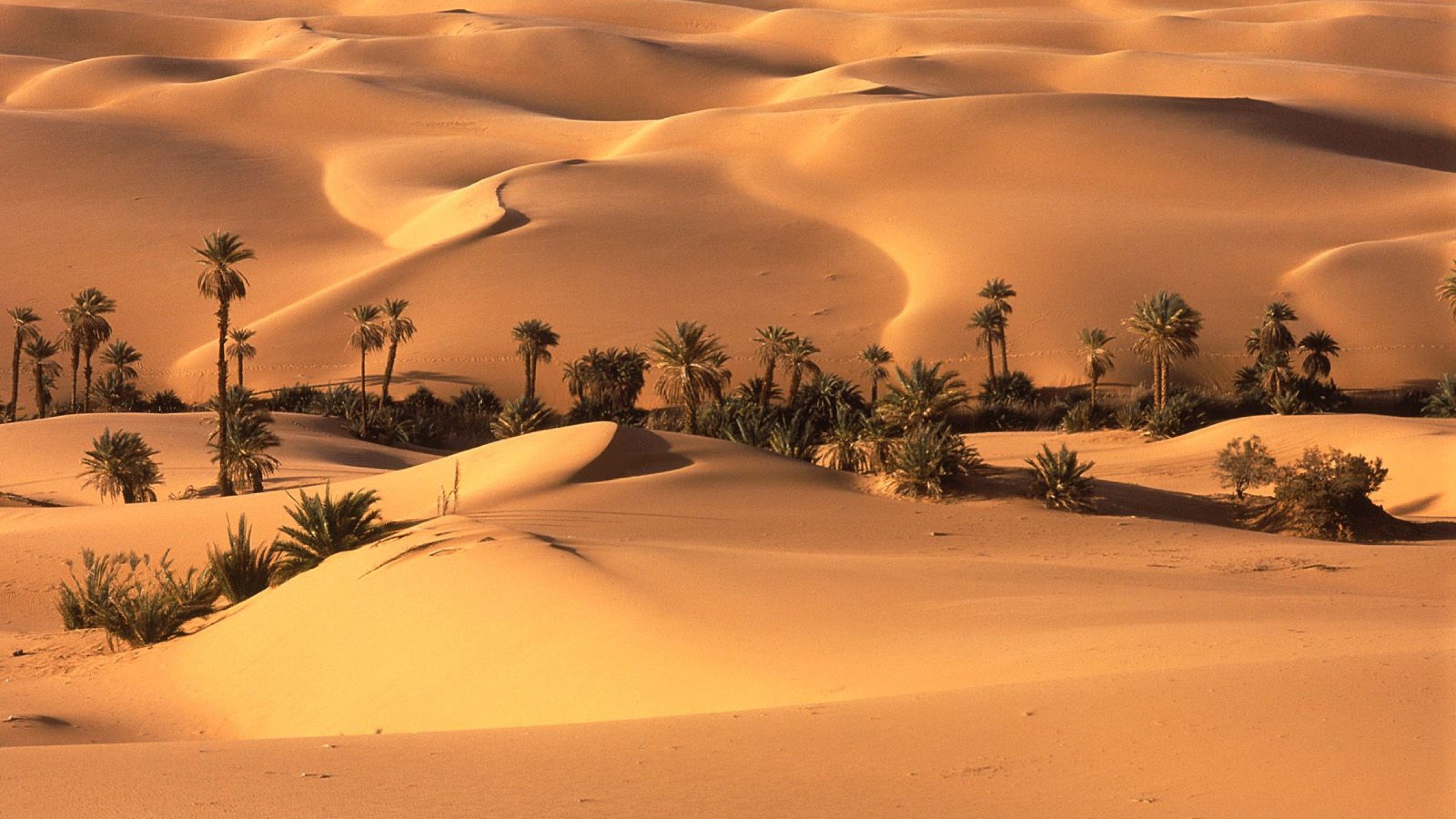 Oasi con palme nel deserto, 3840x2160 4K Ultra HD, Monitor 4K