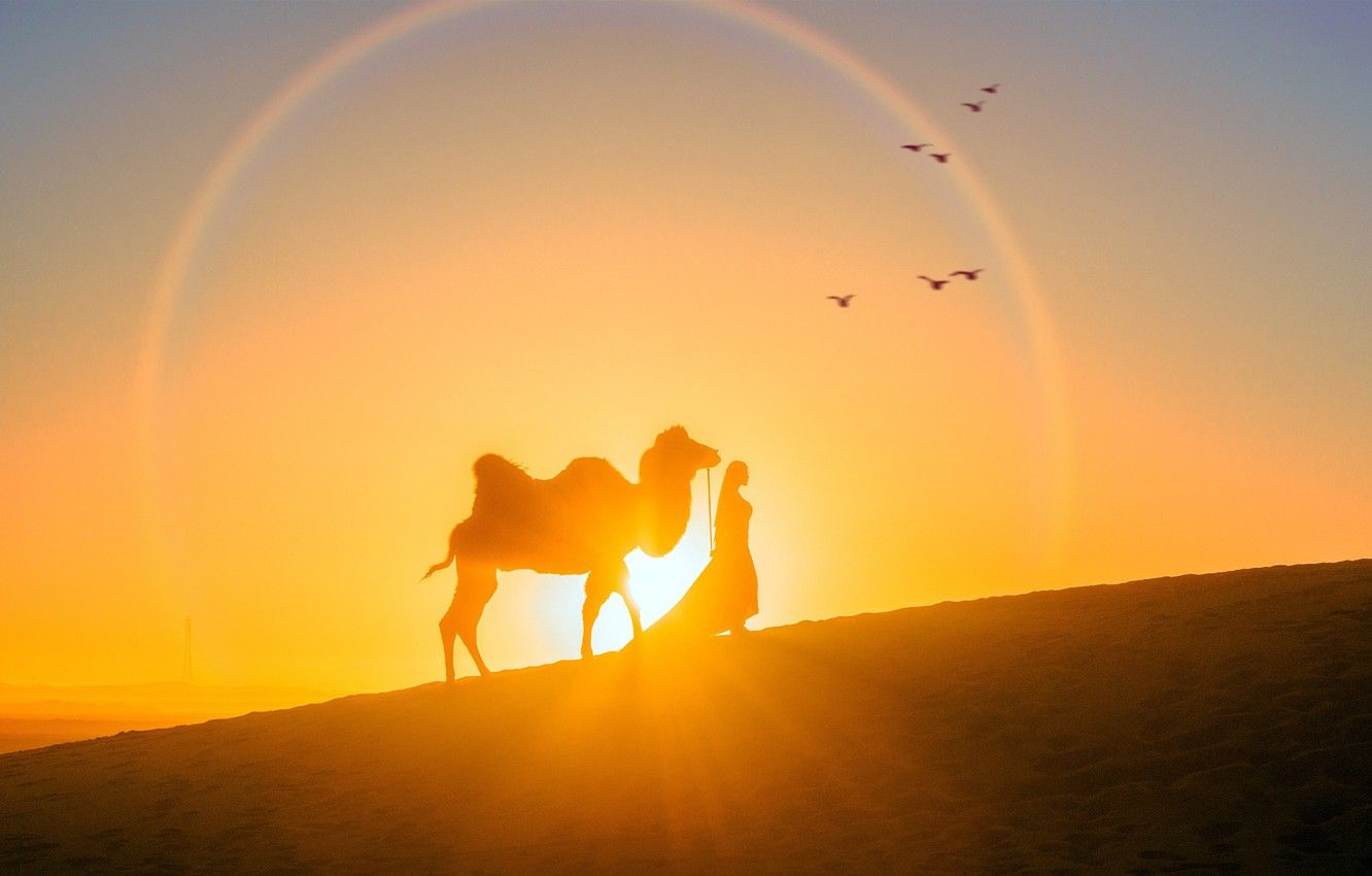 cammello e persona al tramonto, 1332x850 720p, Laptop