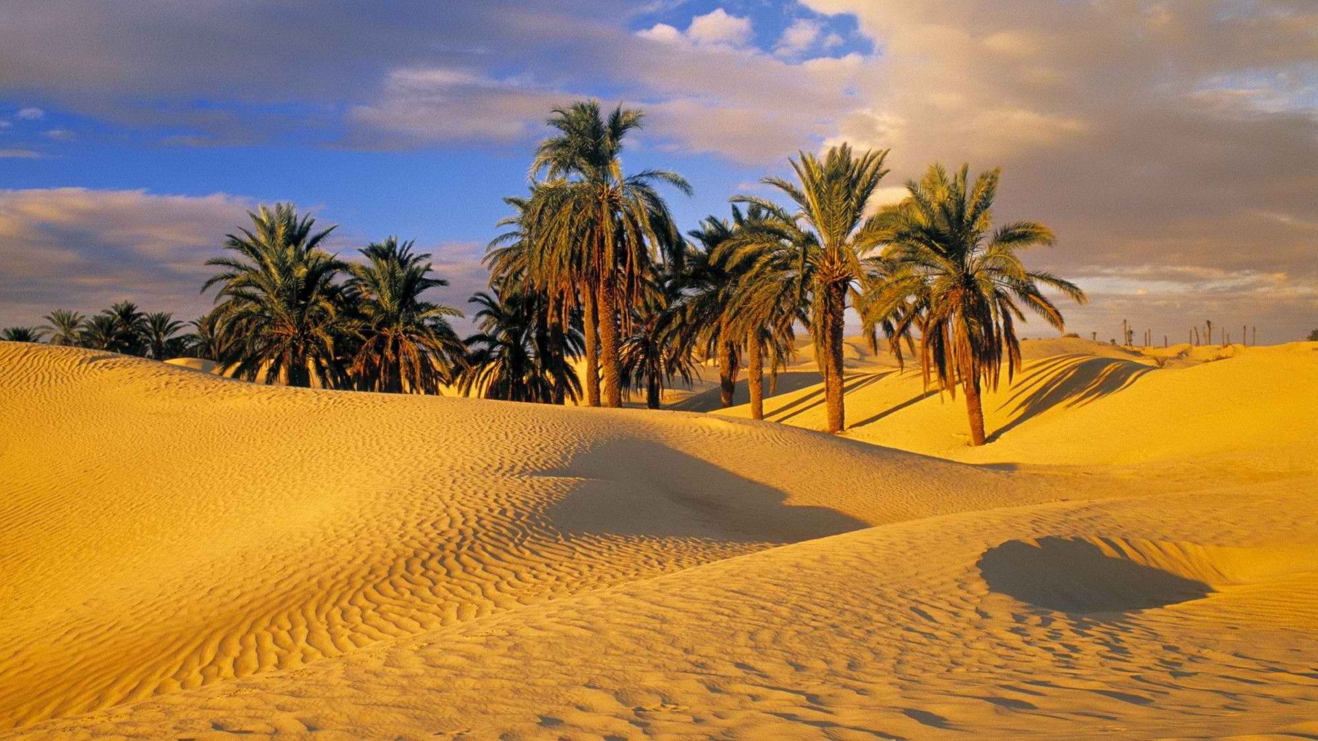 Oasi con palme nel deserto, 1920x1080 1080p, PC