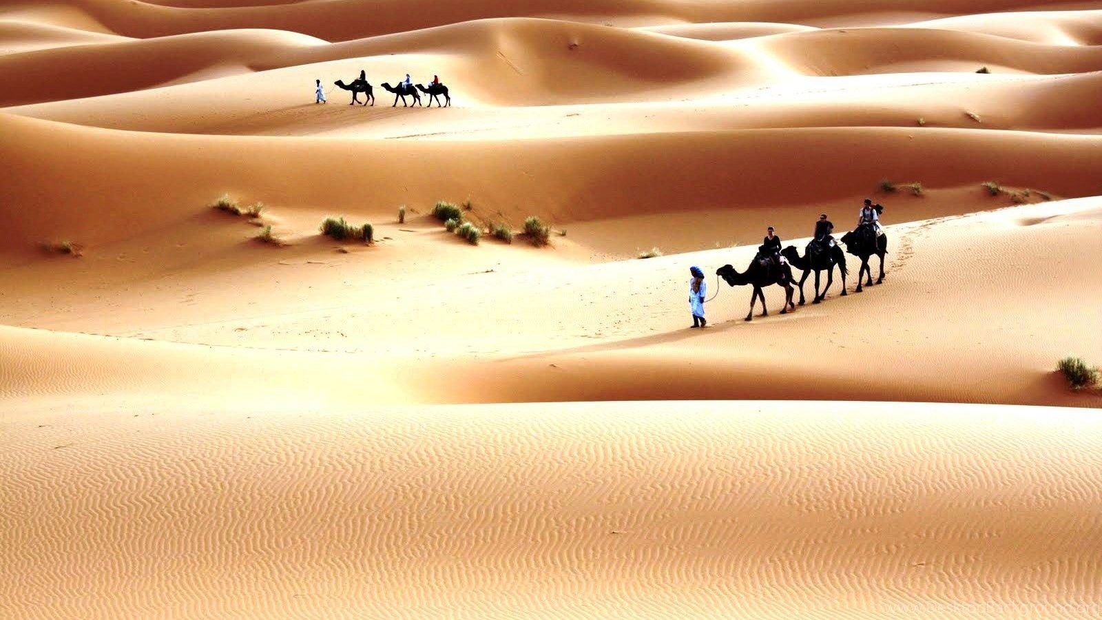 Carovana di cammelli nel deserto, 1600x900 HD Ready, PC