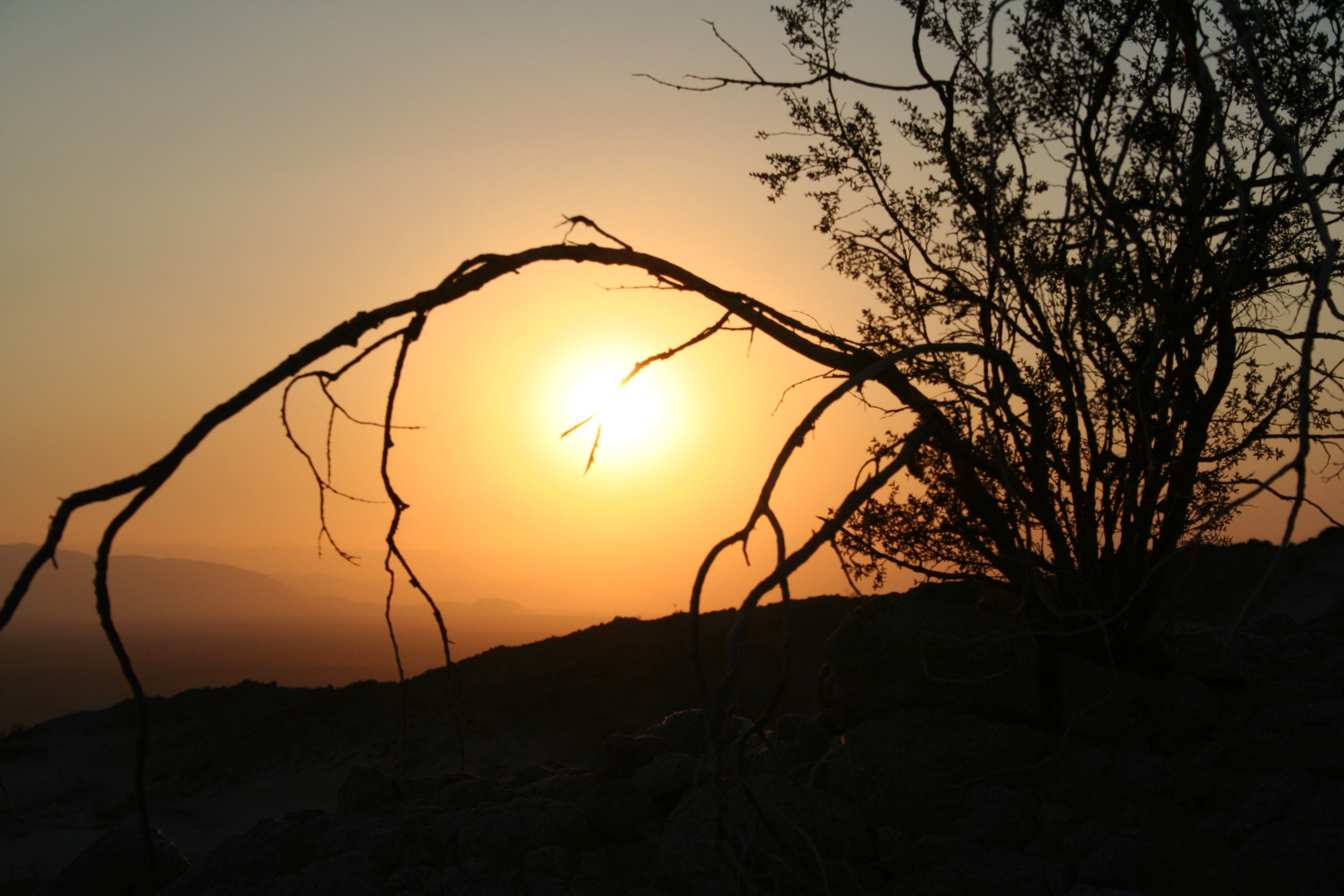 Tramonto deserto ramo silhouette, 3456x2304 2K, Monitor Gaming
