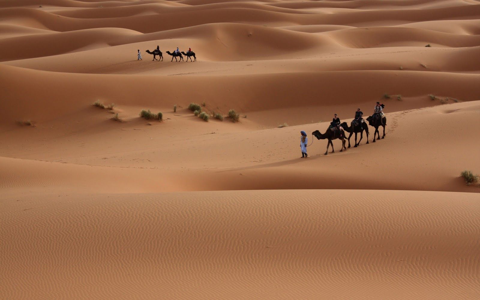 Carovana di cammelli nel deserto, 1600x1000 900p, PC