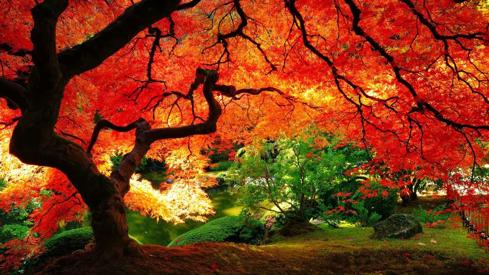 Albero acero rosso giapponese, 1600x900 HD, PC