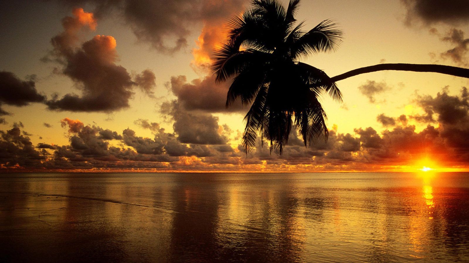 Tramonto spiaggia con palma, 1600x900 HD, PC Desktop