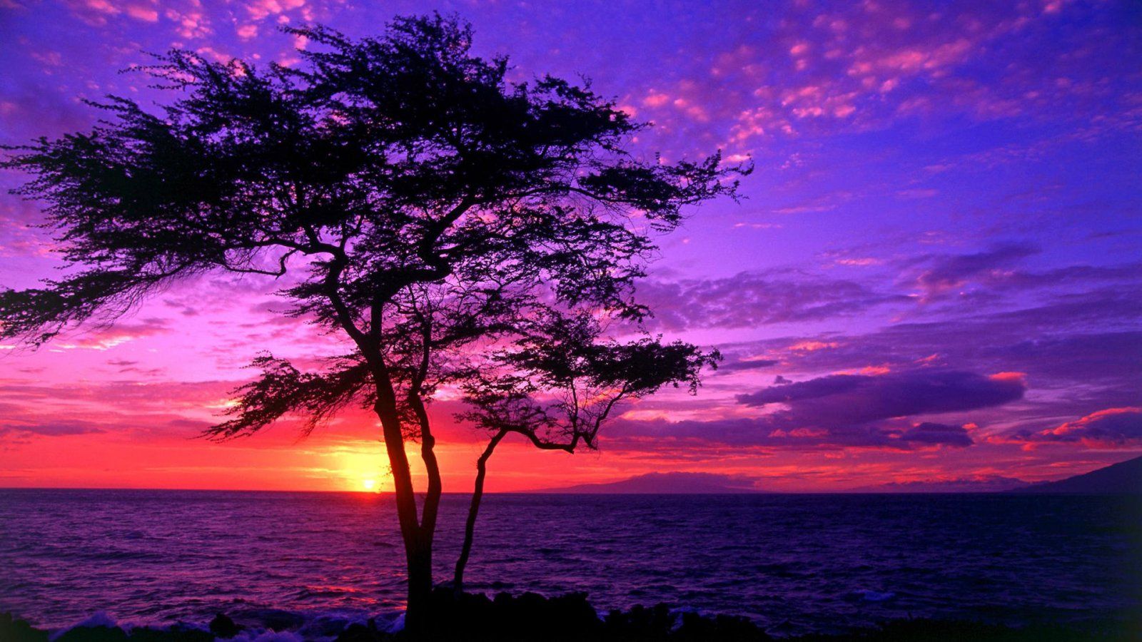 Tramonto viola albero mare, 1600x900 HD Ready, Desktop