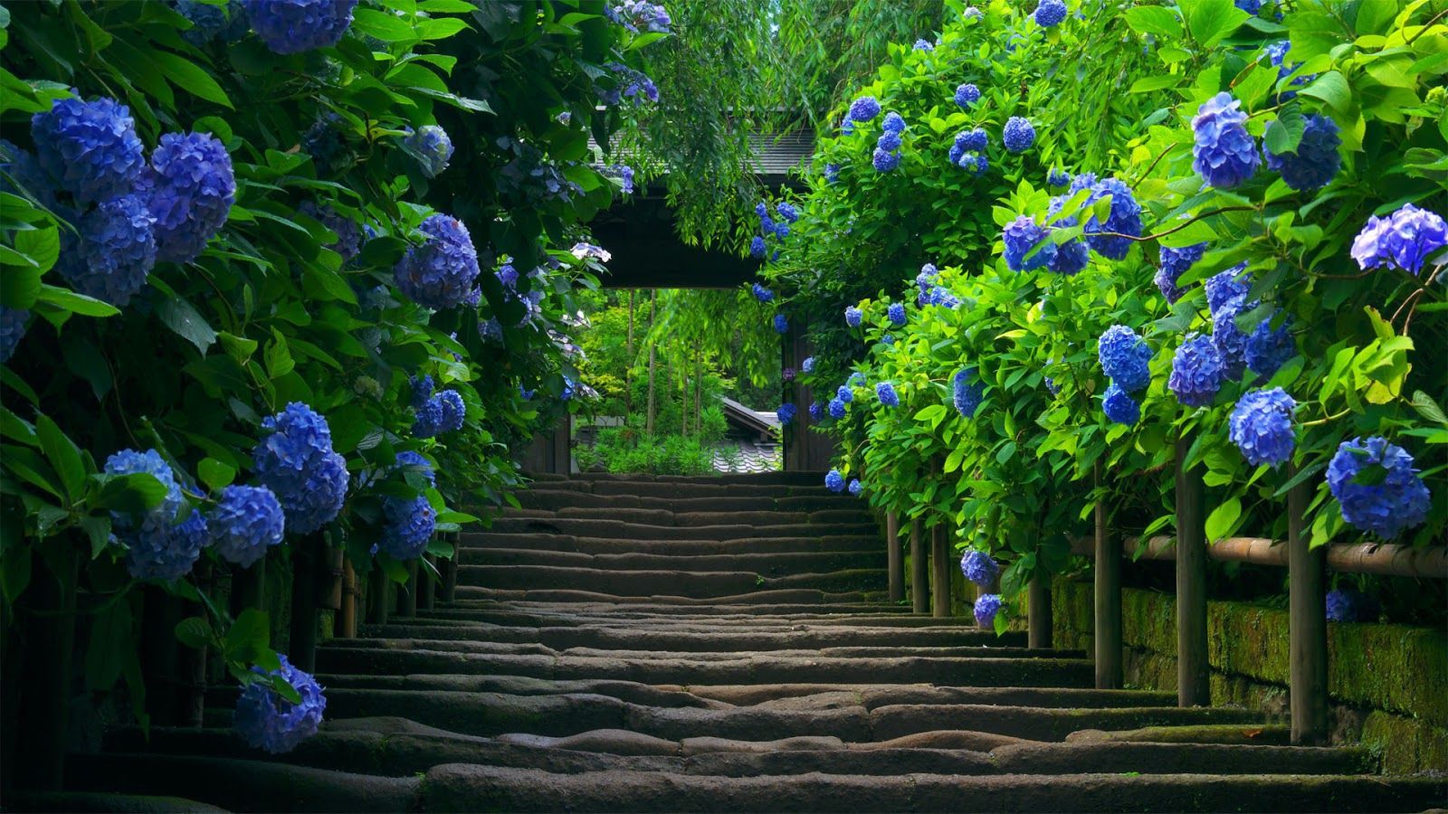 Scalinata giapponese con ortensie blu, 1600x900 900p, PC Desktop