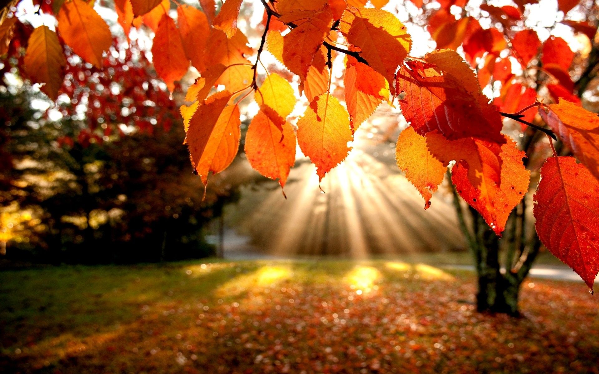 Viale autunnale foglie rosse, 2560x1440 2K QHD, Monitor Gaming